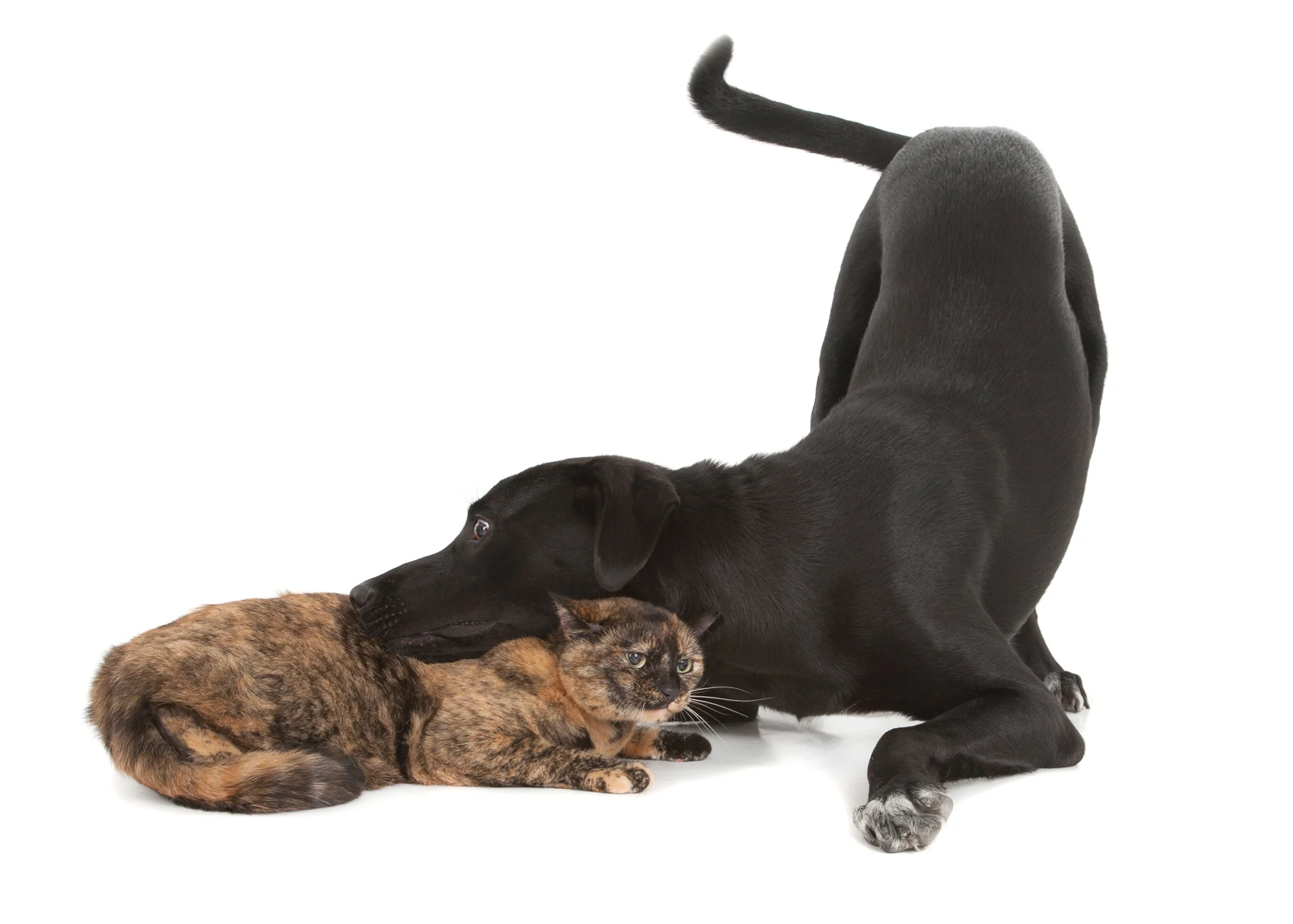 Tortoiseshell cat and Black Labrador playing.jpg