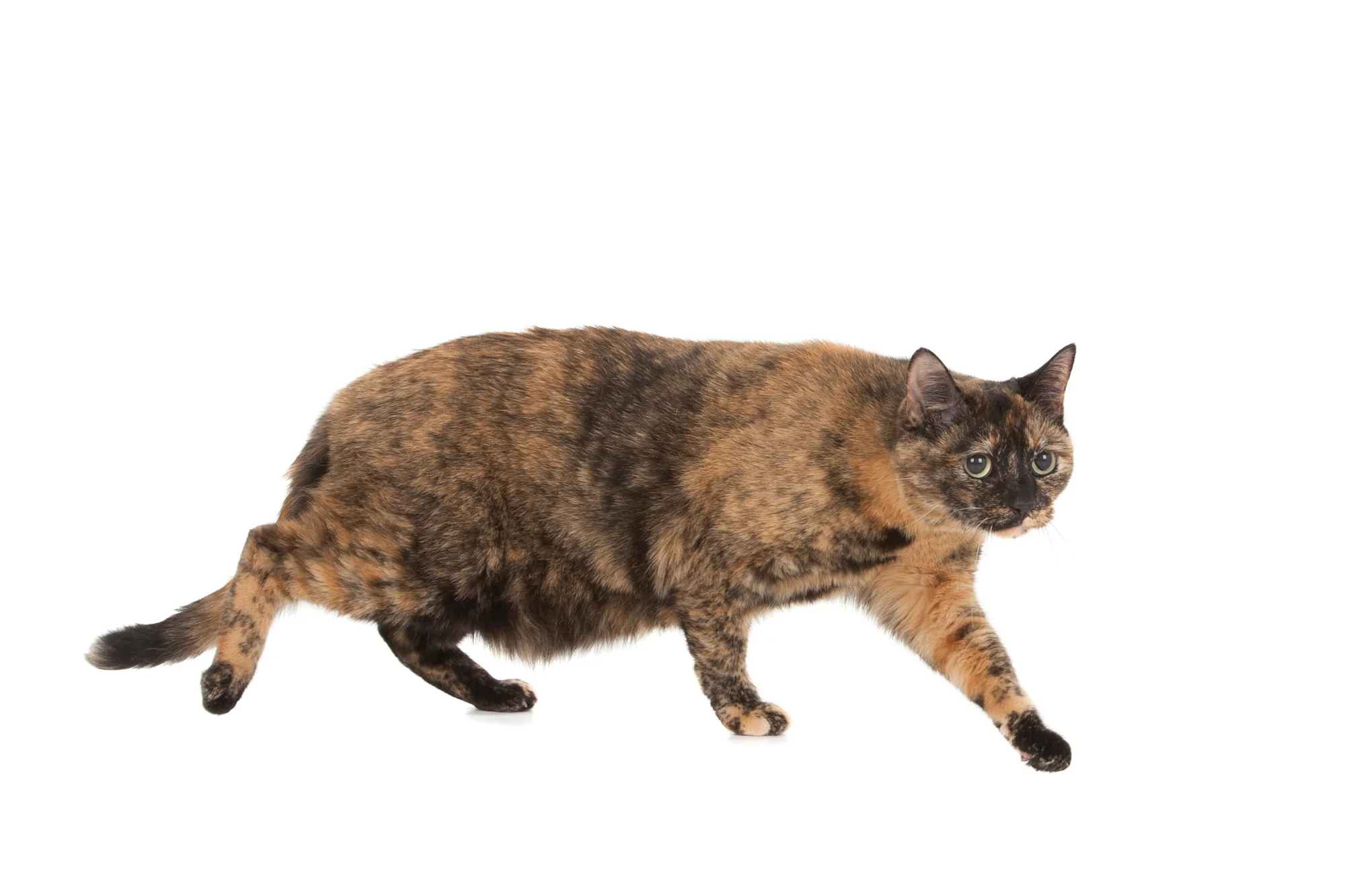 Tortoiseshell cat walking.jpg