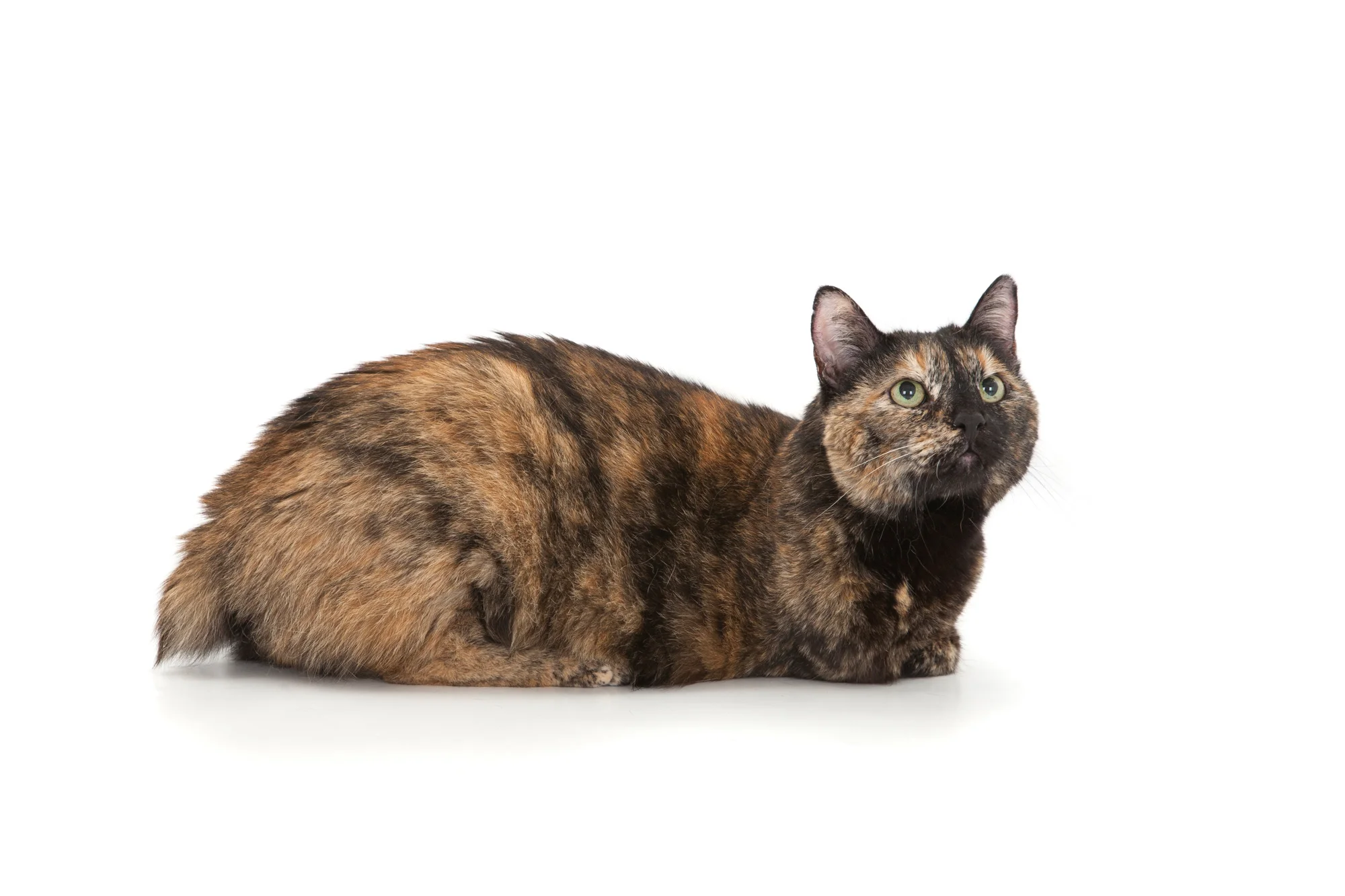 Tortoiseshell cat laying.jpg