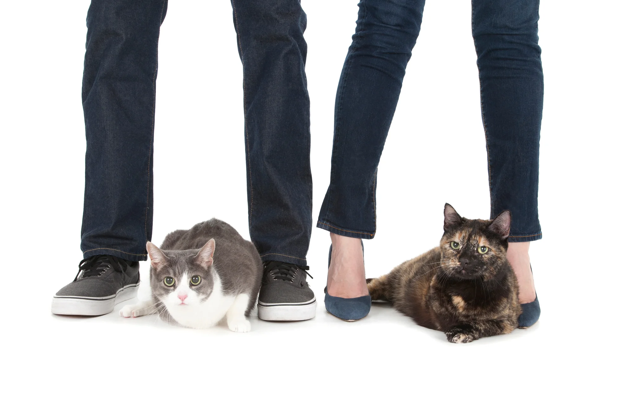 Cats between feet.jpg