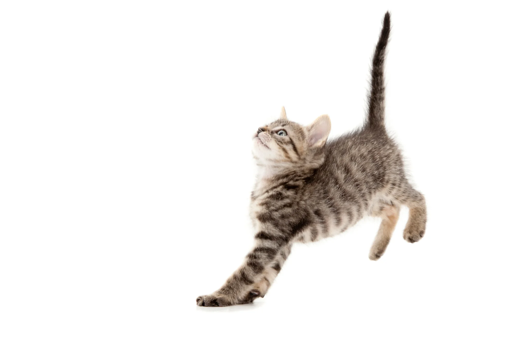 Tabby kitten bouncing.jpg