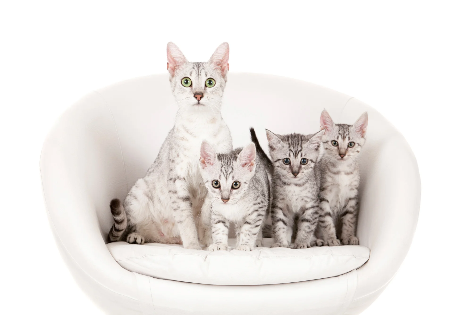 Cats in chair.jpg
