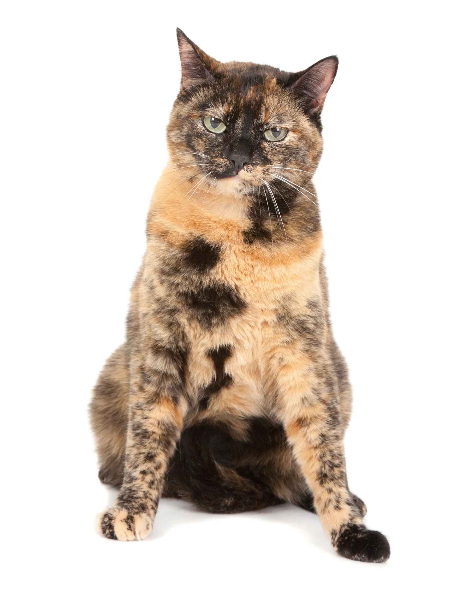 Tortoiseshell cat sitting.jpg