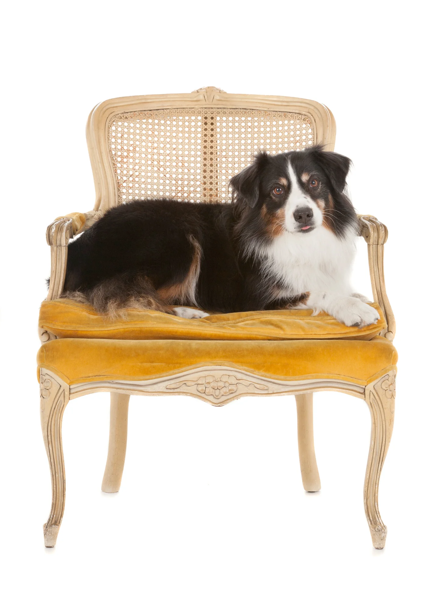 Australian Shepherd in chair.jpg