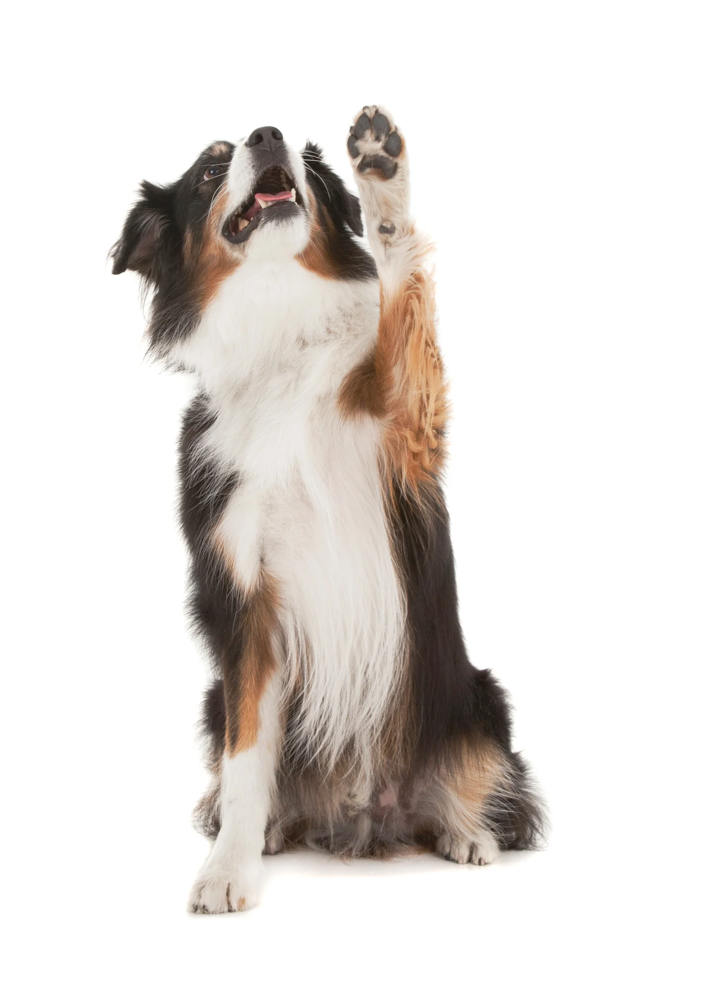 Australian Shepherd paw up.jpg