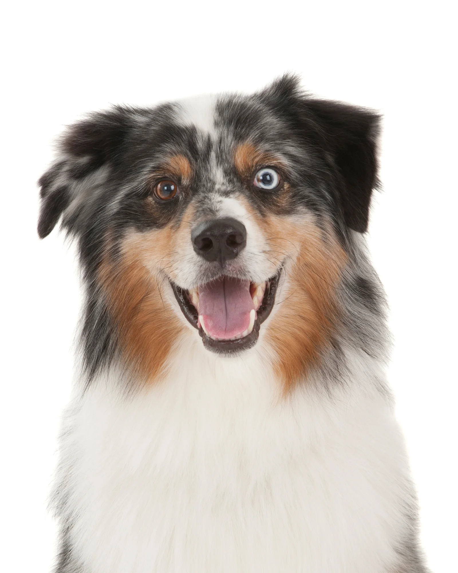 Australian Shepherd.jpg