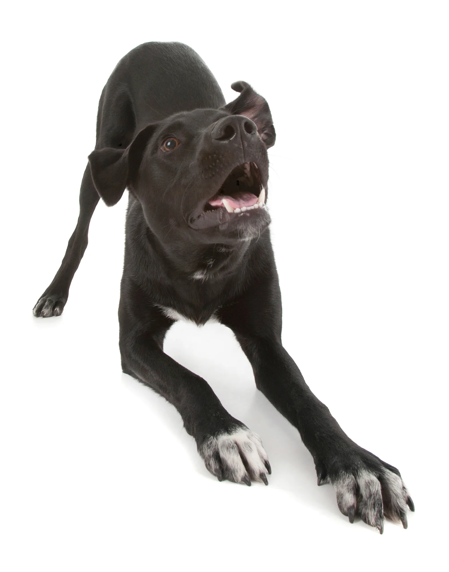 Black Labrador Retriever play bow.jpg