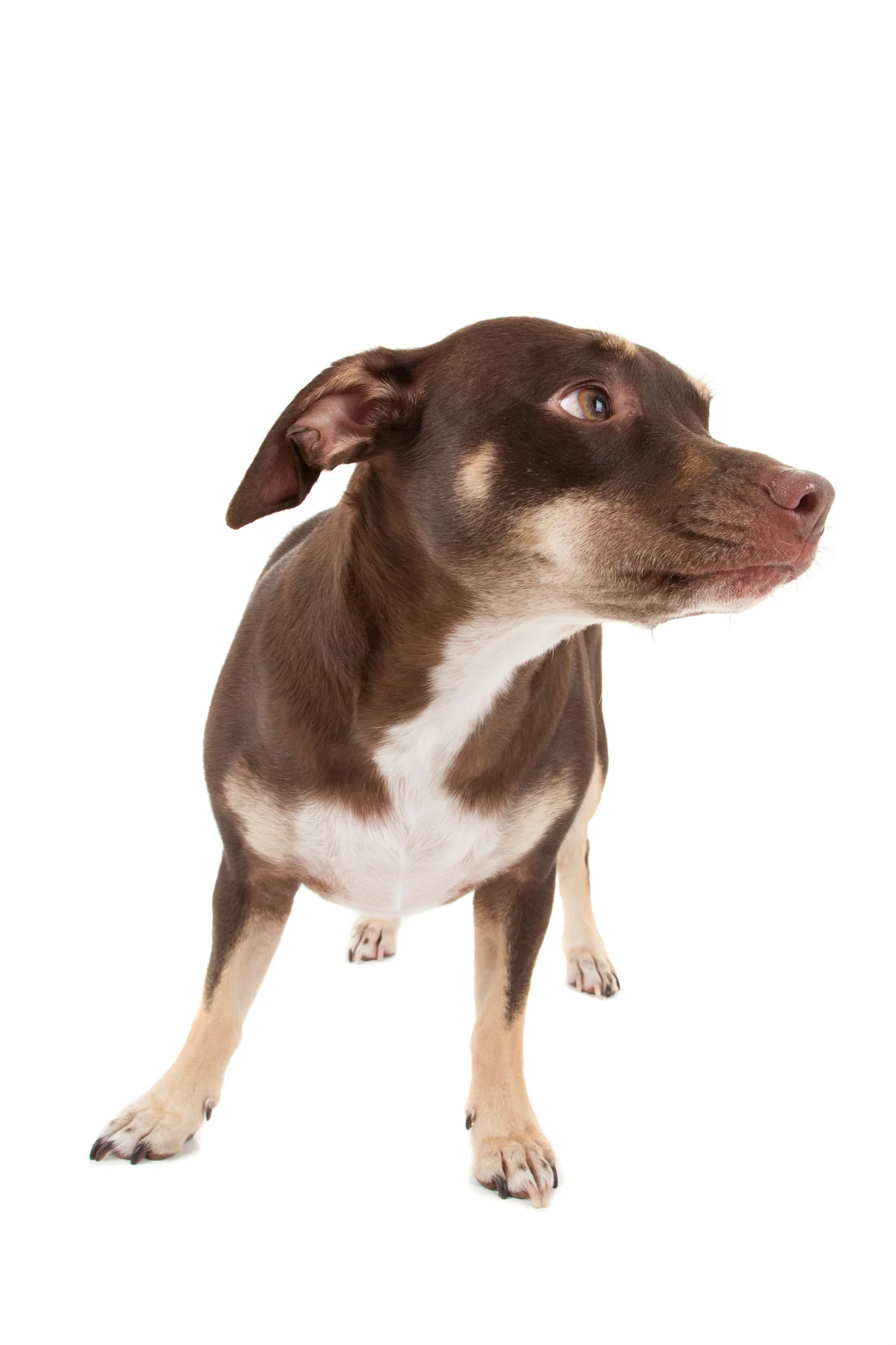 Brown Chihuahua mix.jpg
