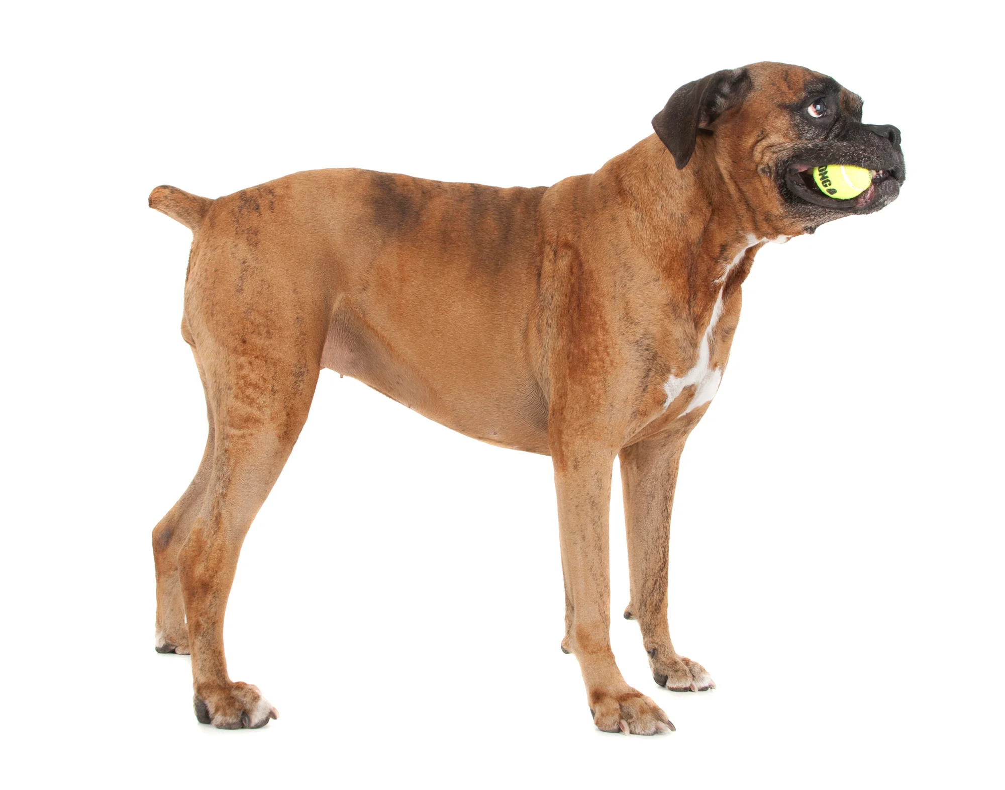 Boxer with ball.jpg