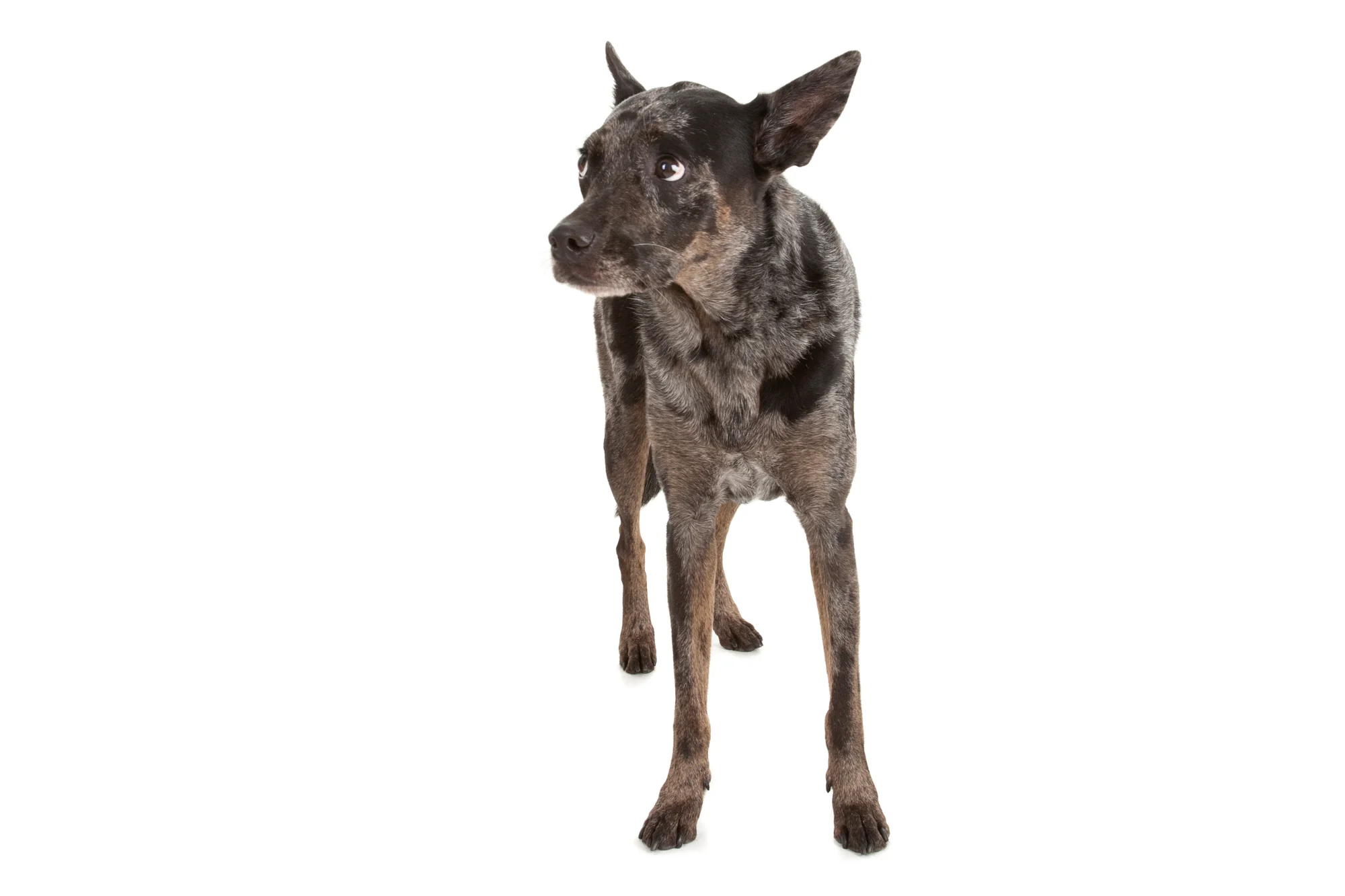 Cattledog.jpg