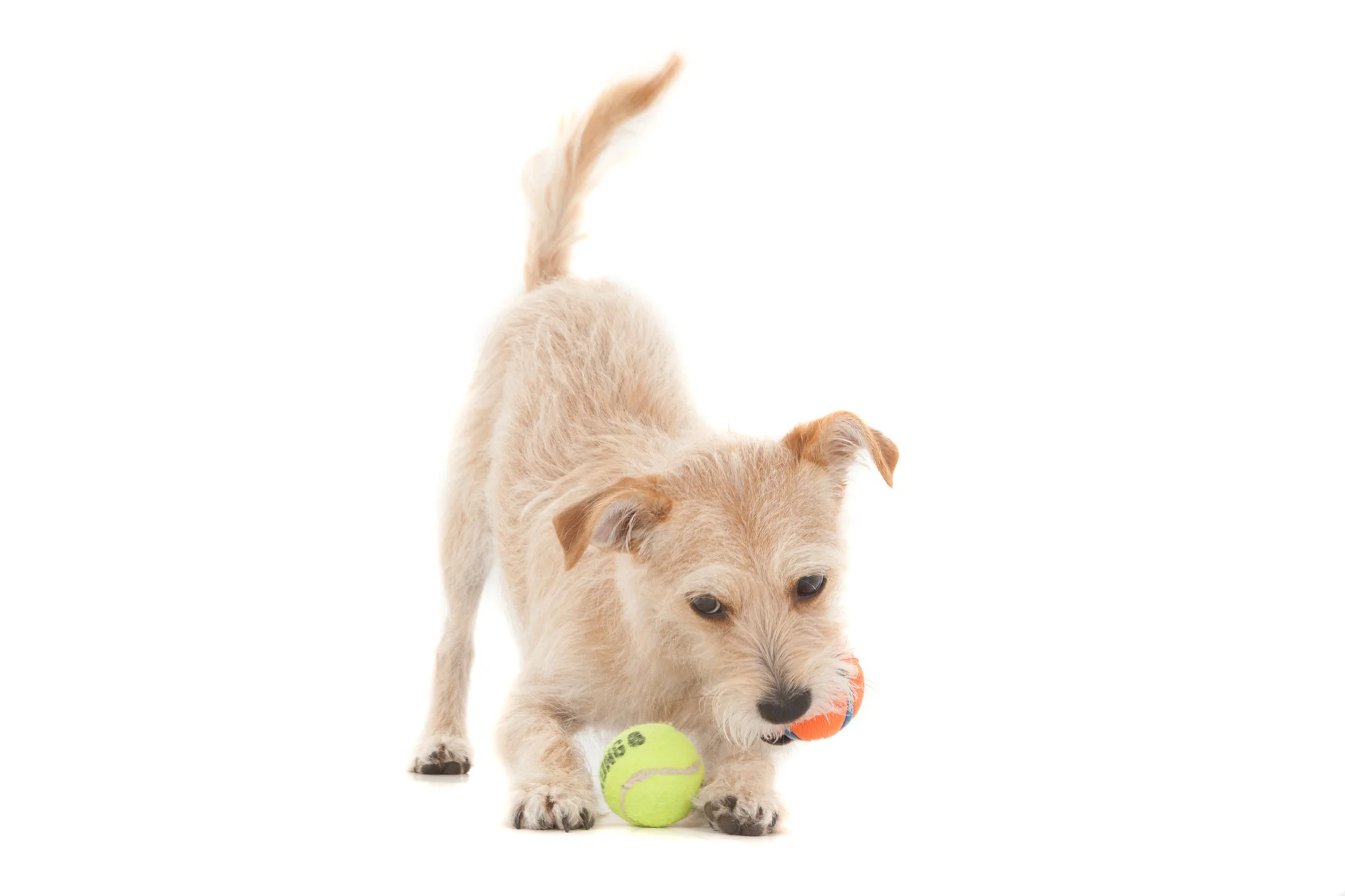 Chihuahua playing.jpg