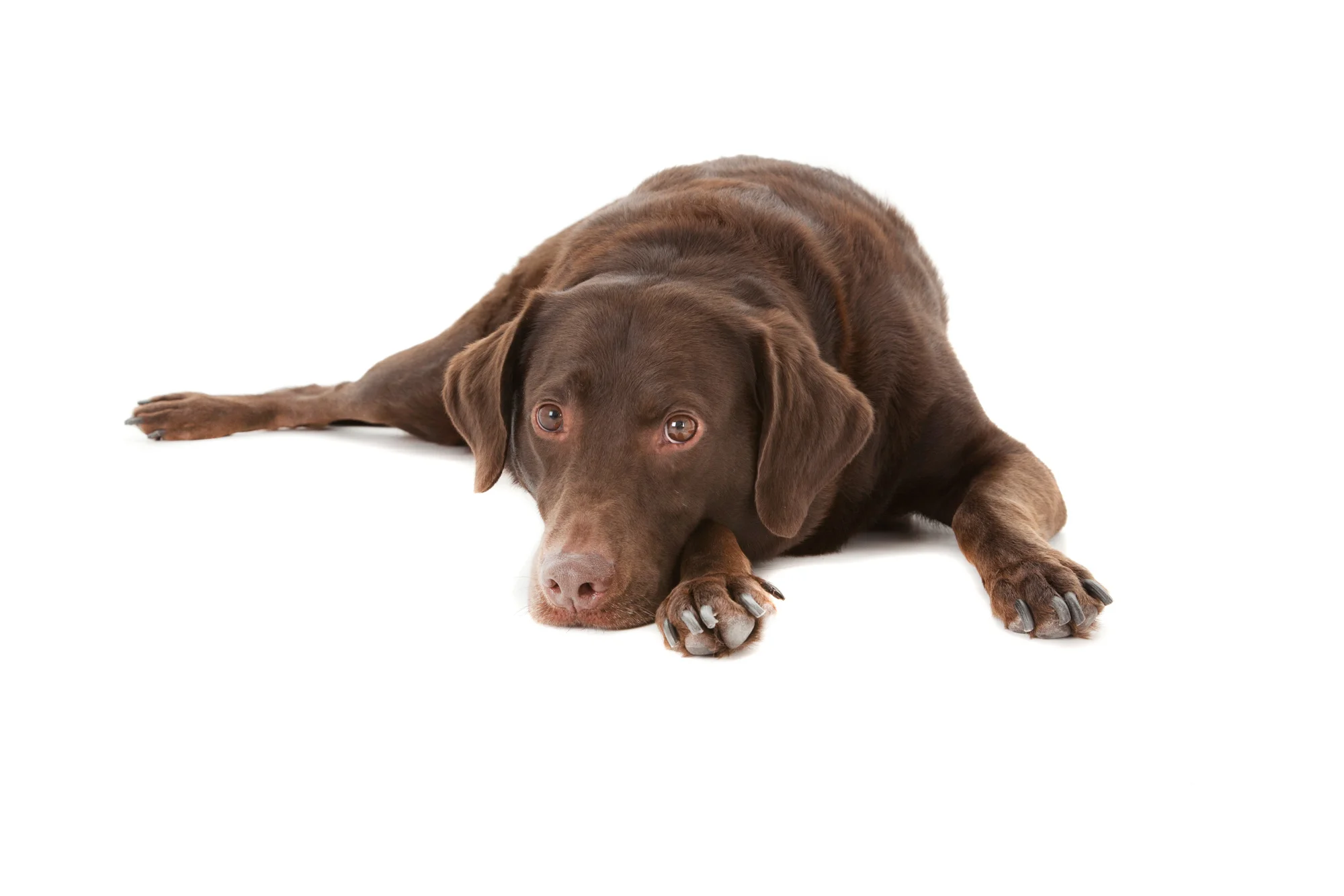 Chocolate Labrador Retriever.jpg
