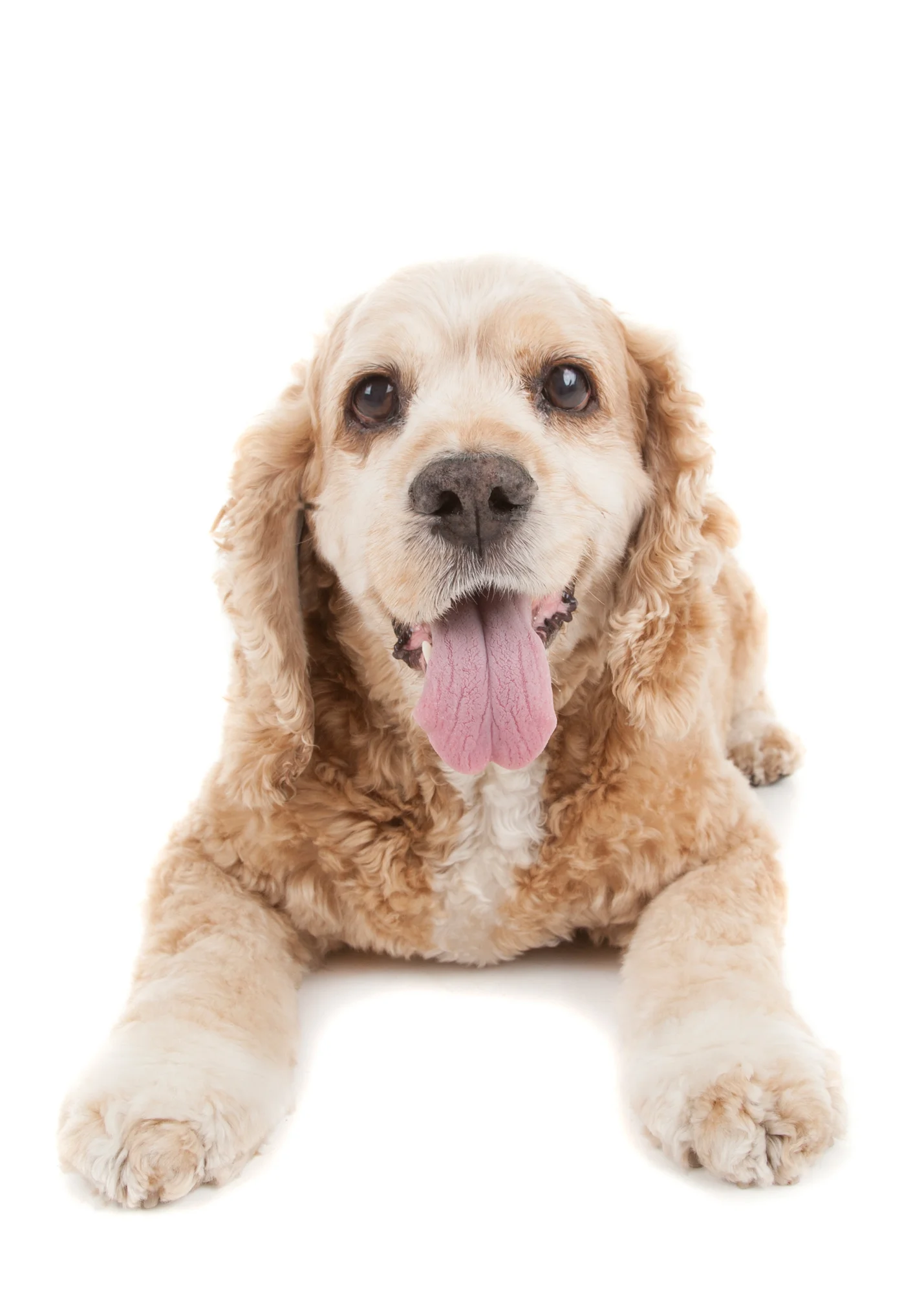 Cocker Spaniel laying.jpg