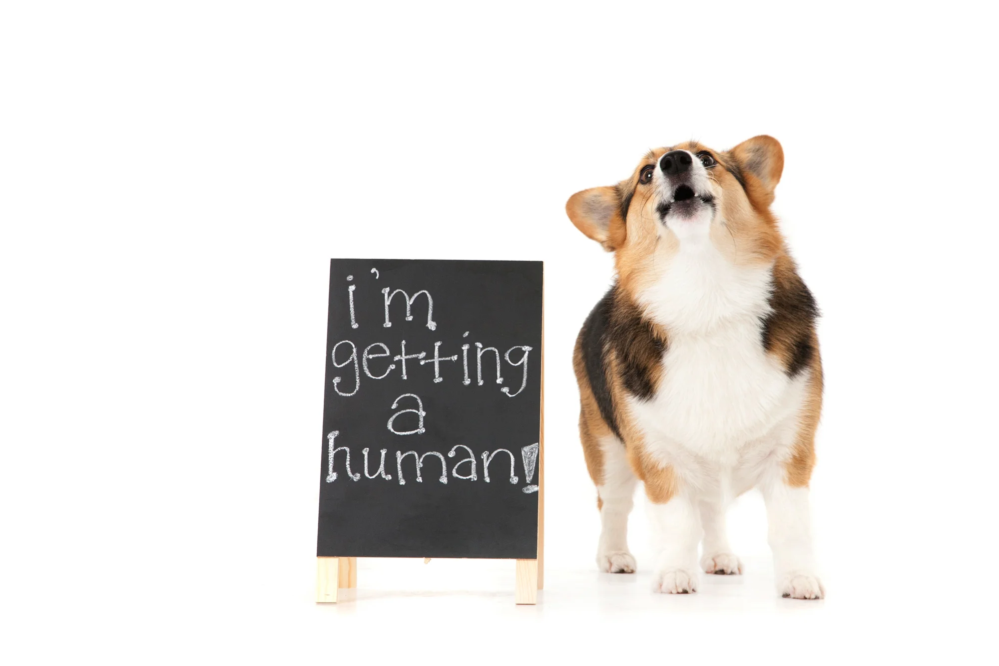 Corgi with sign.jpg