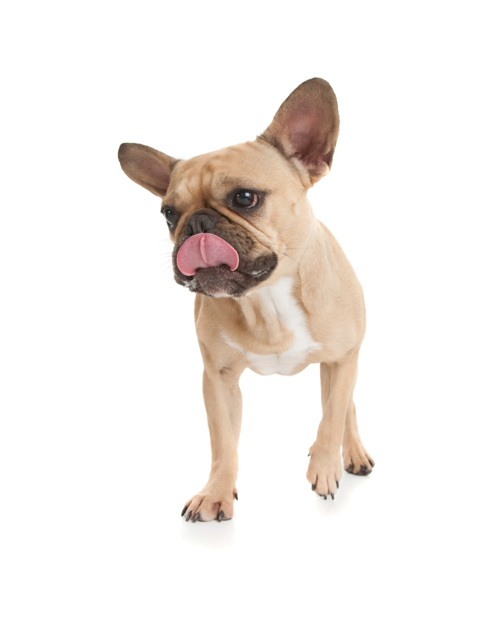 Fawn French Bulldog.jpg