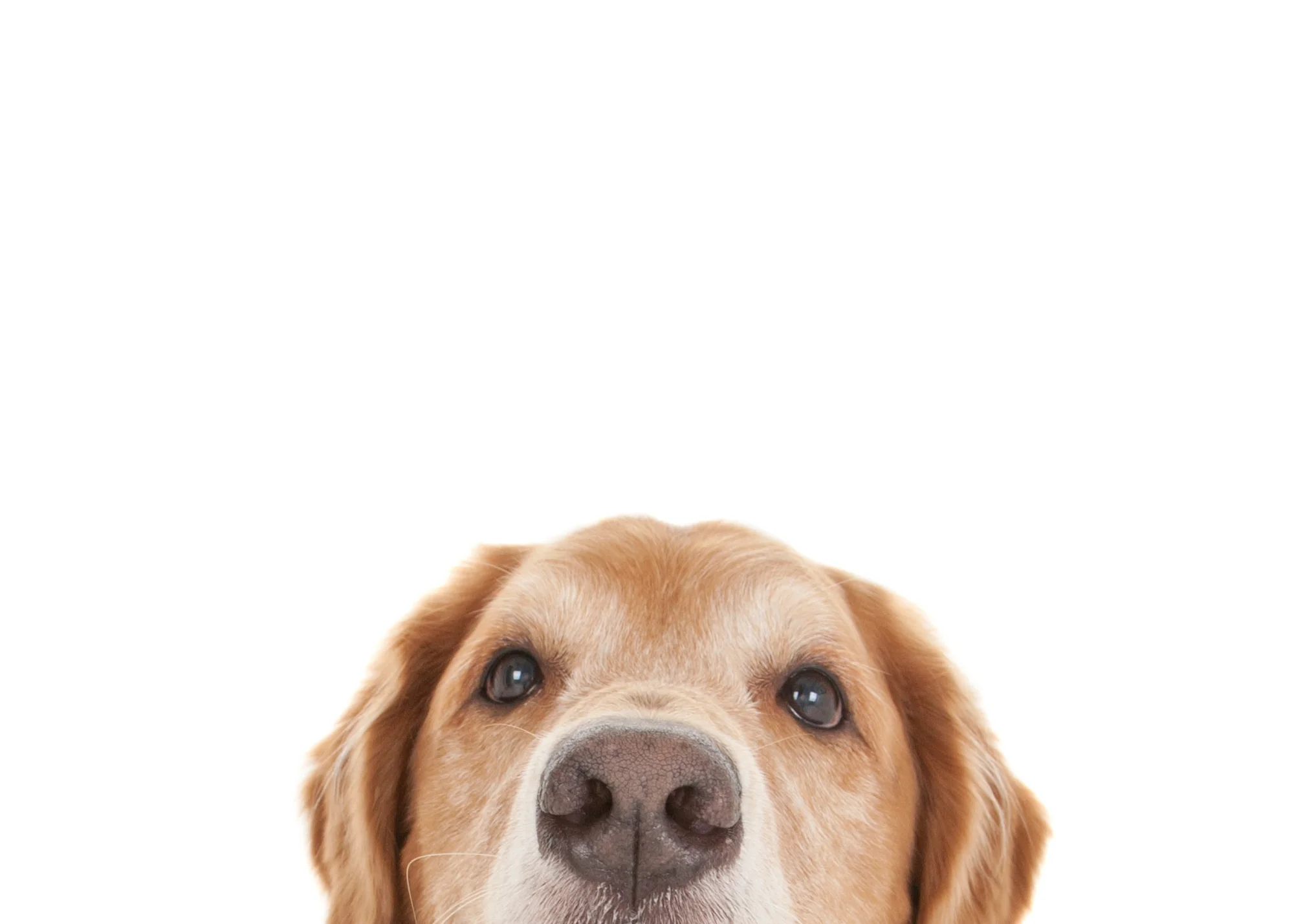 Golden Retriever face.jpg