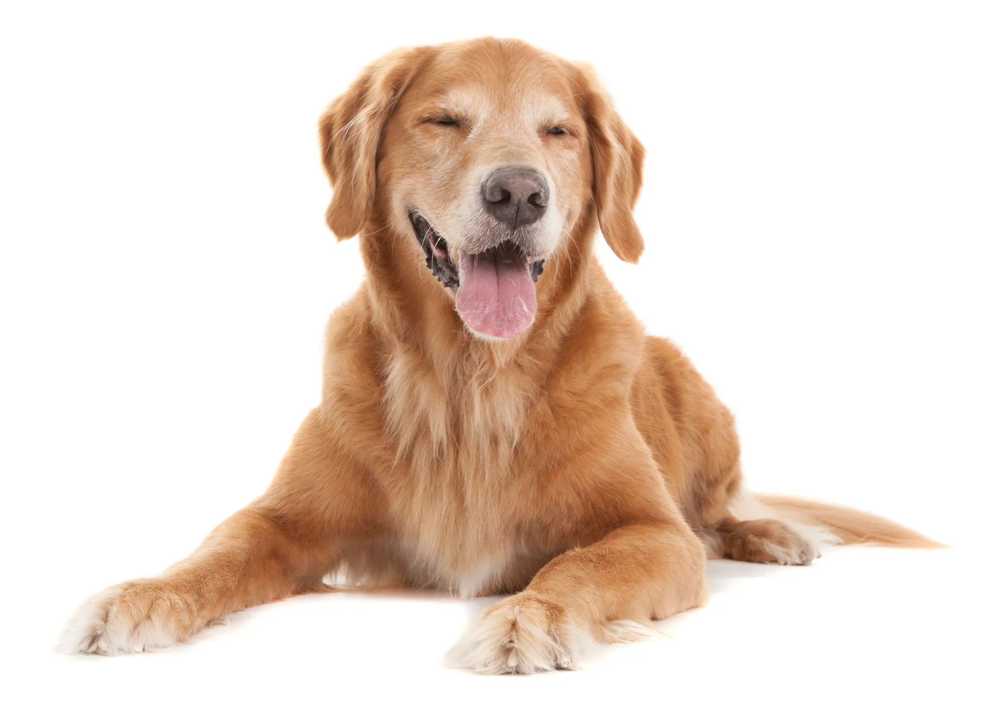 Golden Retriever laying down.jpg