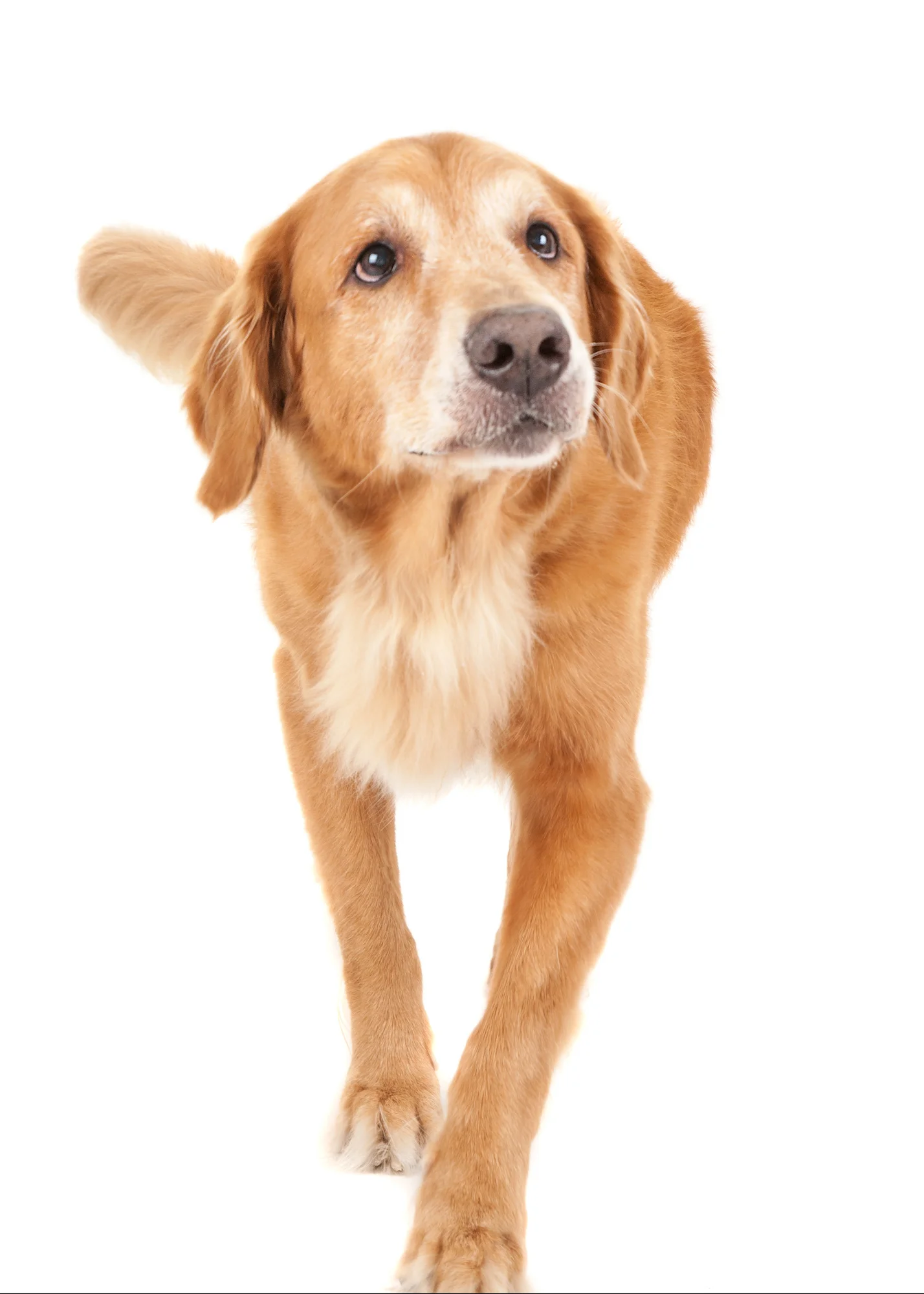 Golden Retriever walking.jpg