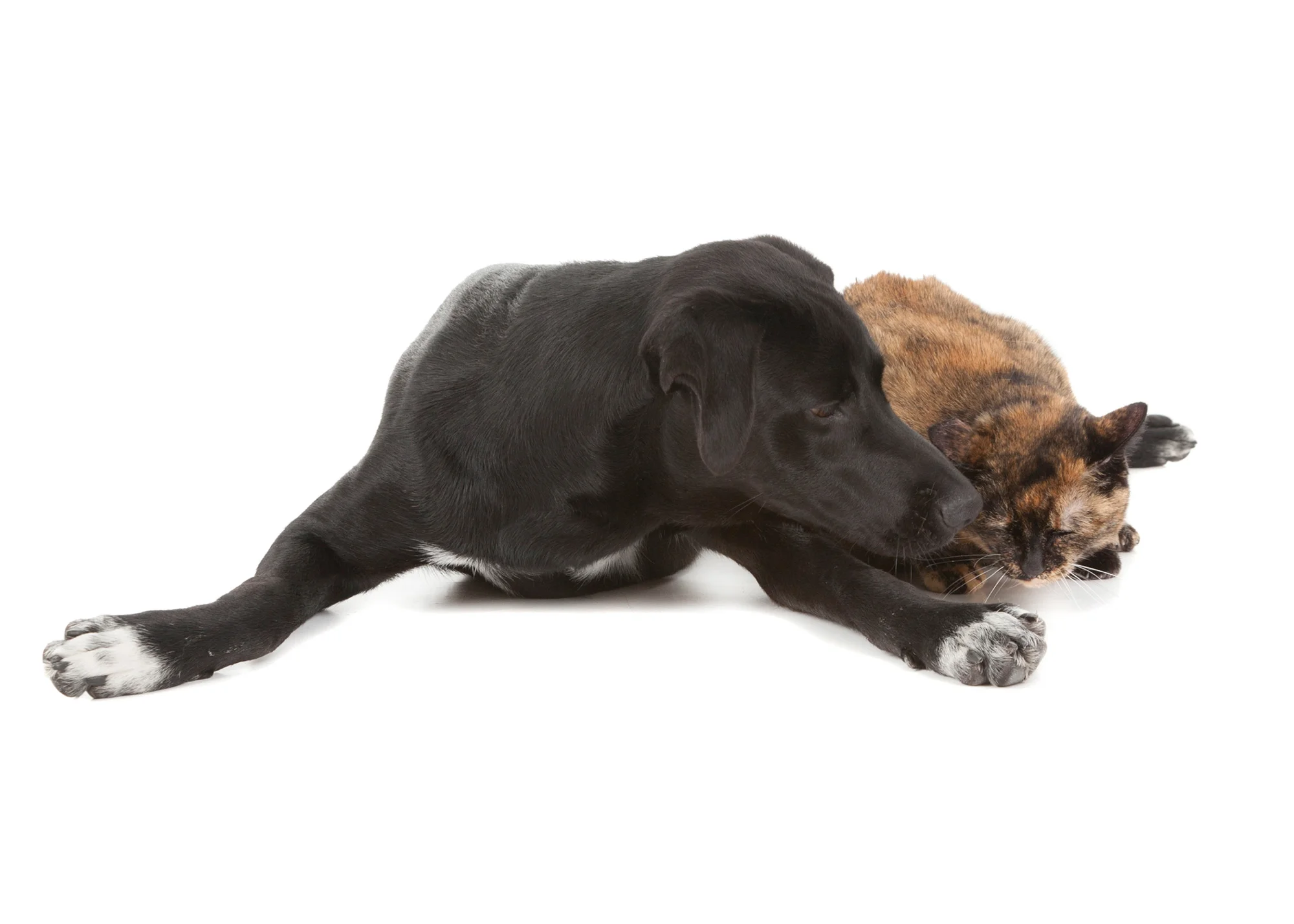 Lab and cat 1.jpg