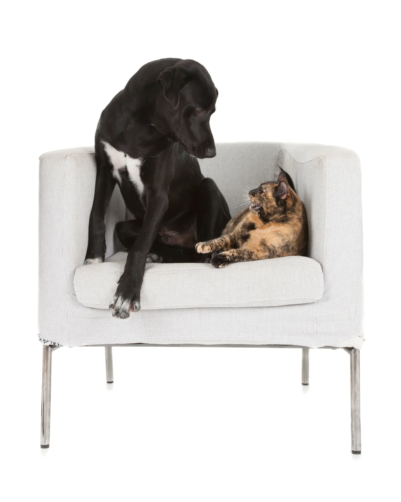 Lab and cat in chair.jpg