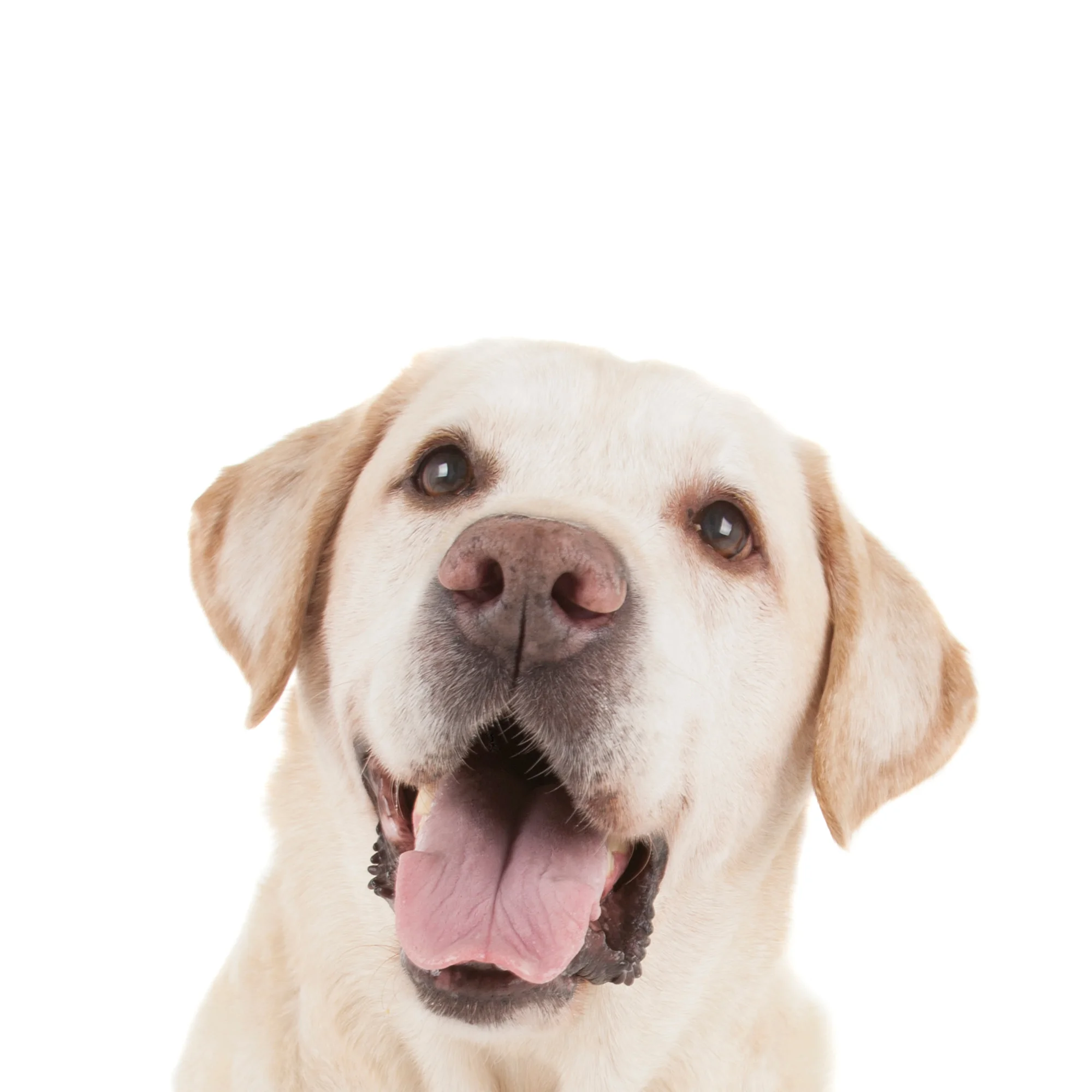 Laughing Yellow Labrador Retriever.jpg