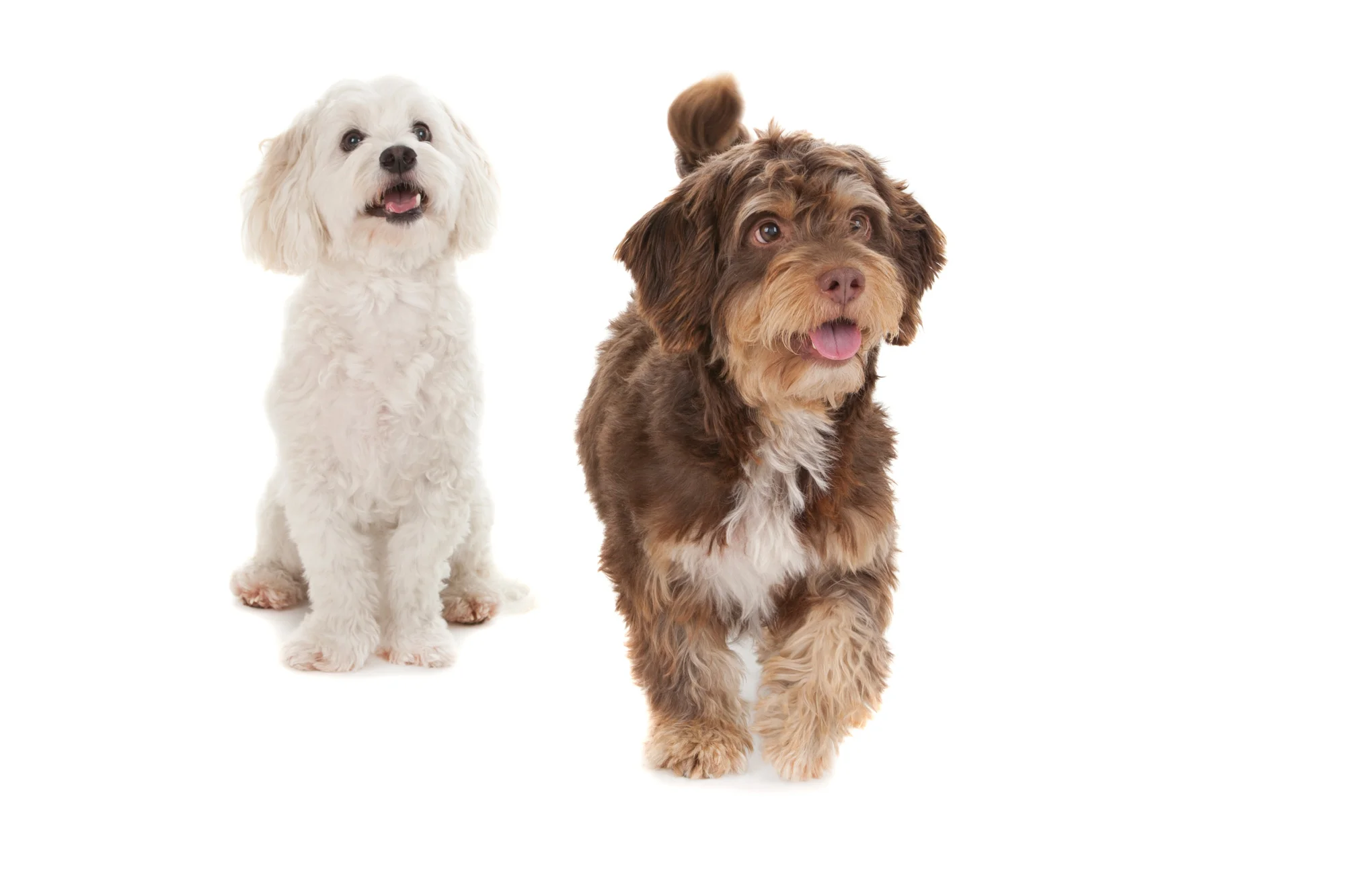 Maltese mix and Terrier mix.jpg