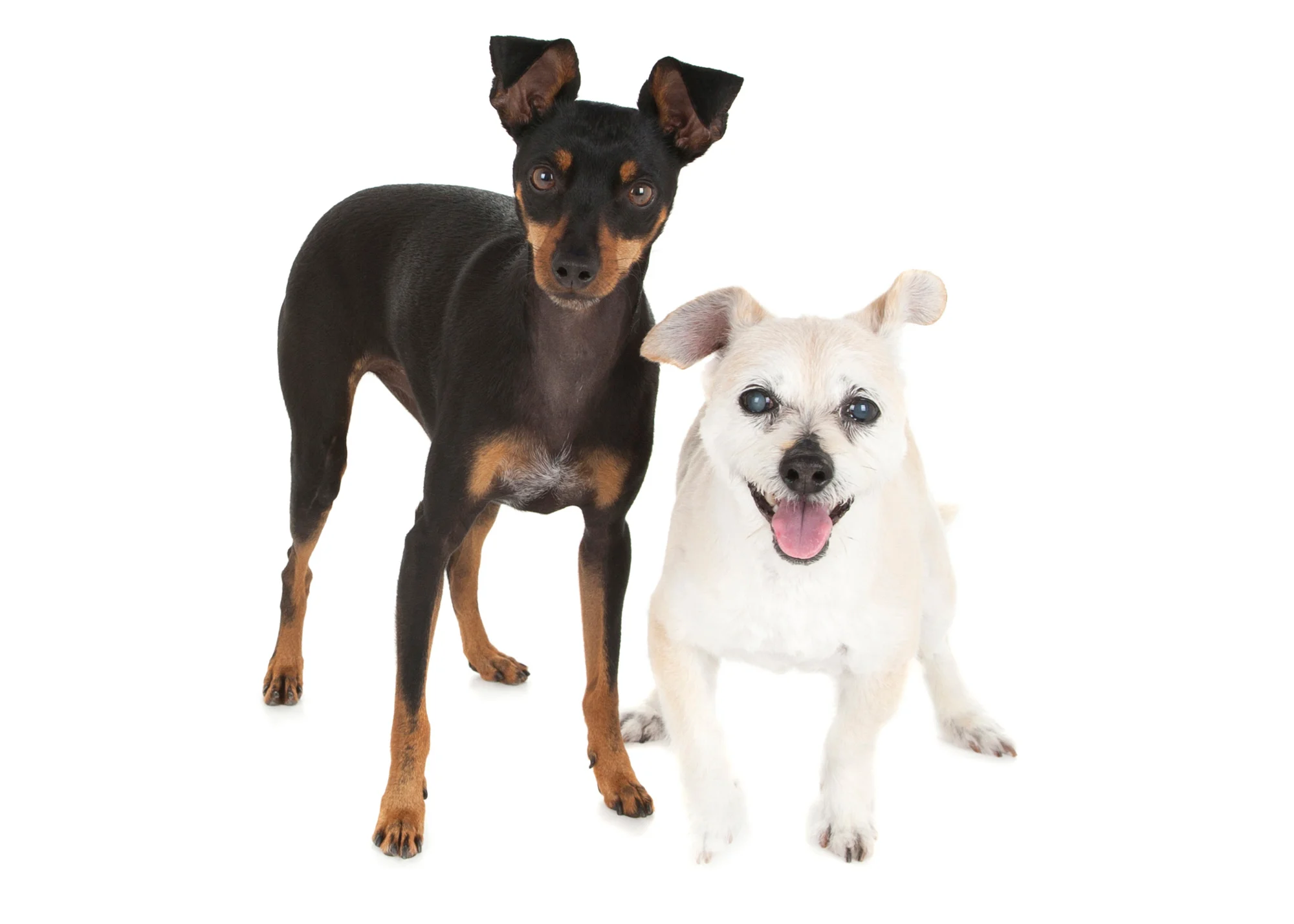Min Pin and Terrier.jpg