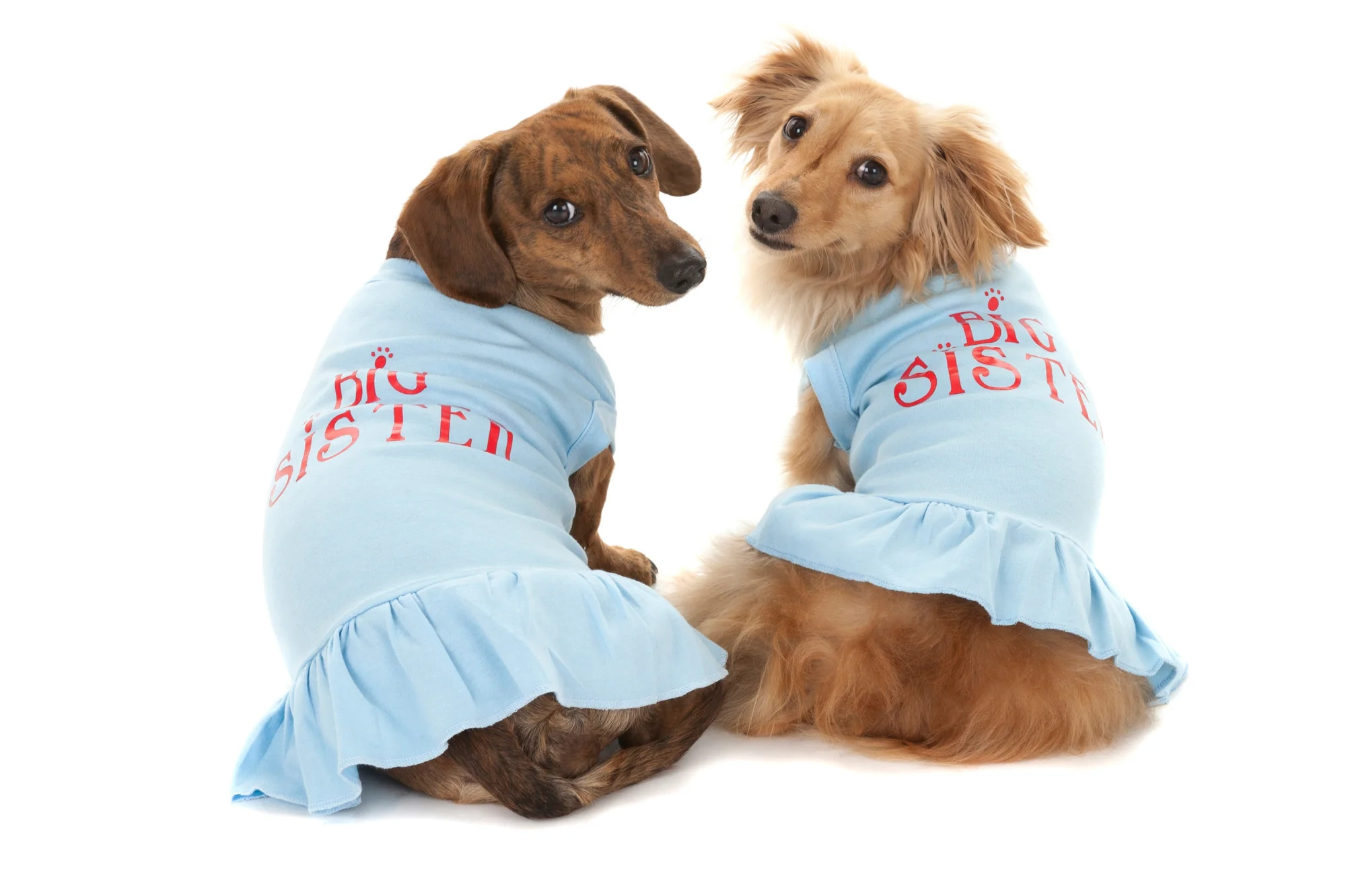 Red and Blonde Dachshunds.jpg