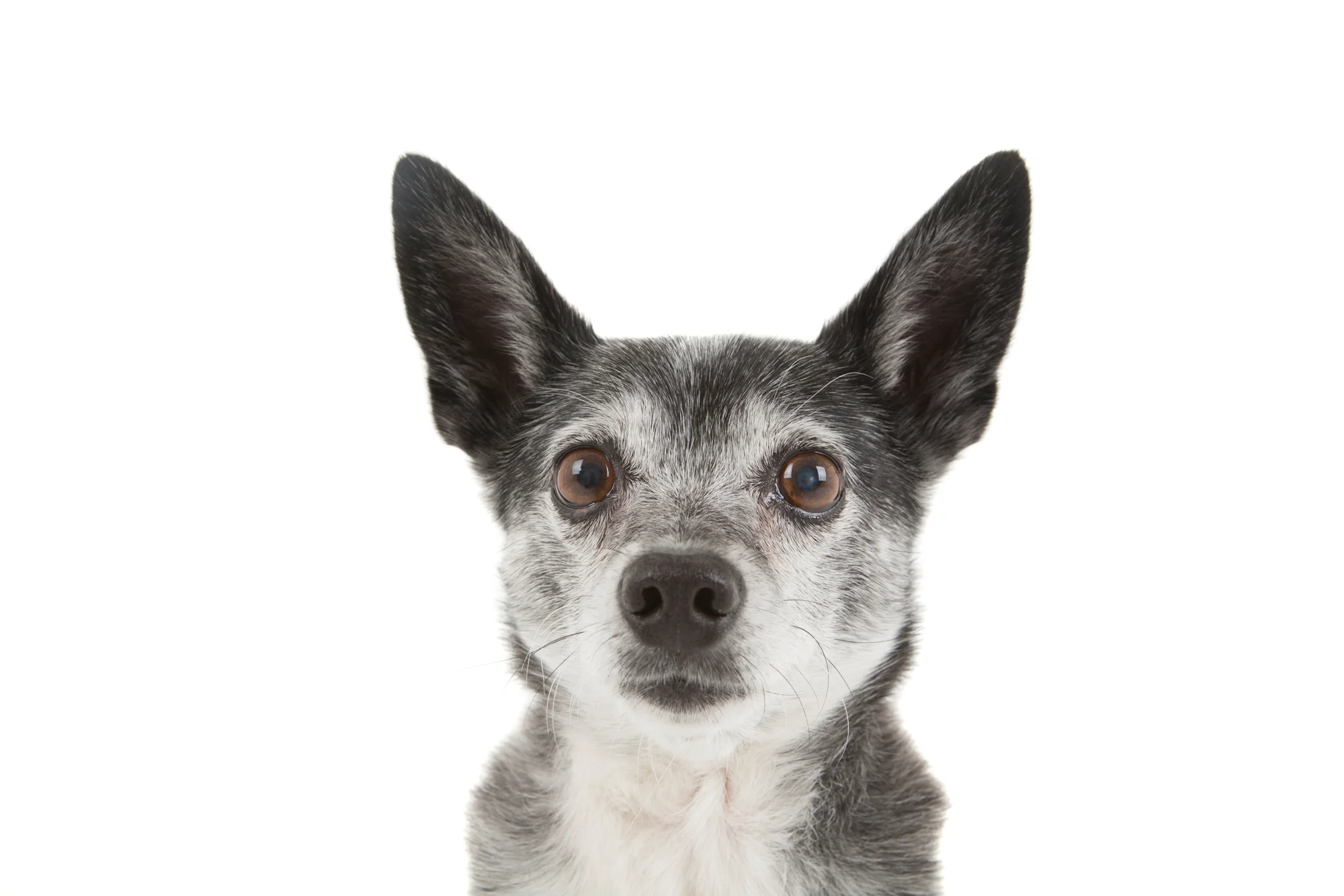 Schipperke mix.jpg