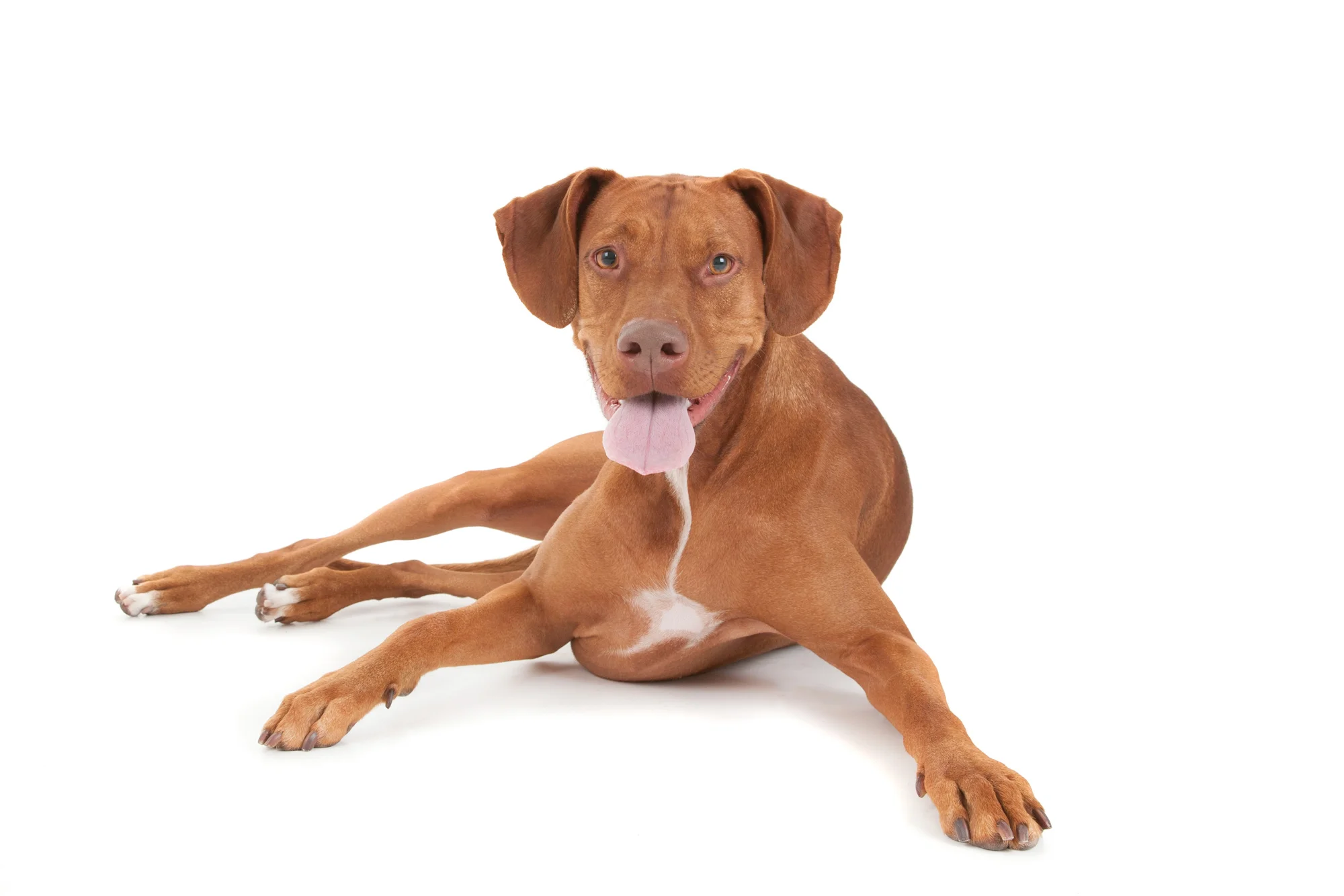 Vizsla laying down.jpg