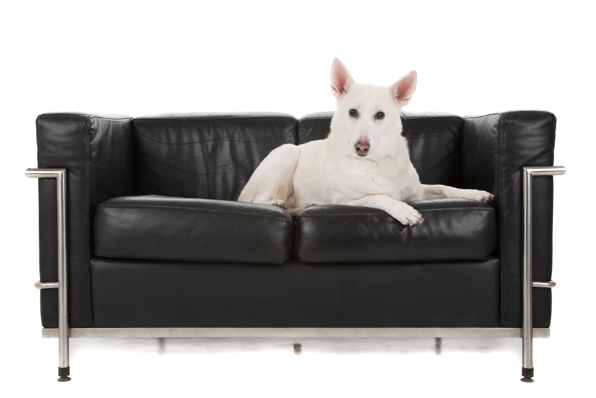 White Shepherd.jpg