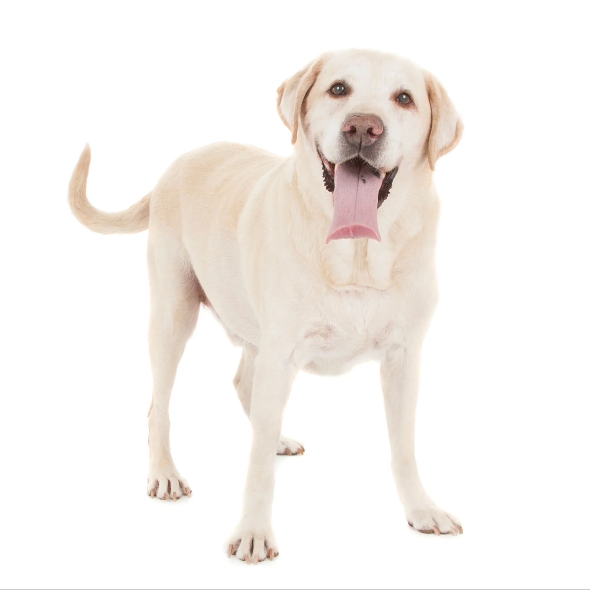 Yellow Labrador Retriever 2.jpg