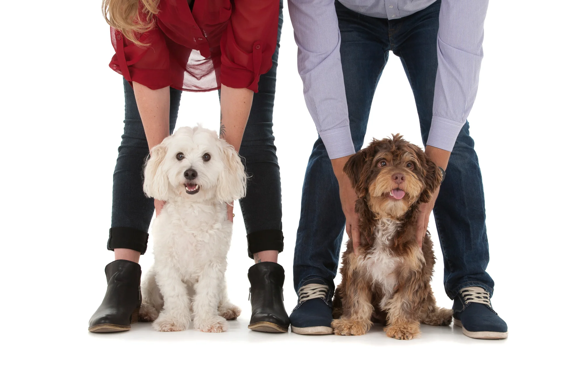 Bichon mix Terrier mix.jpg