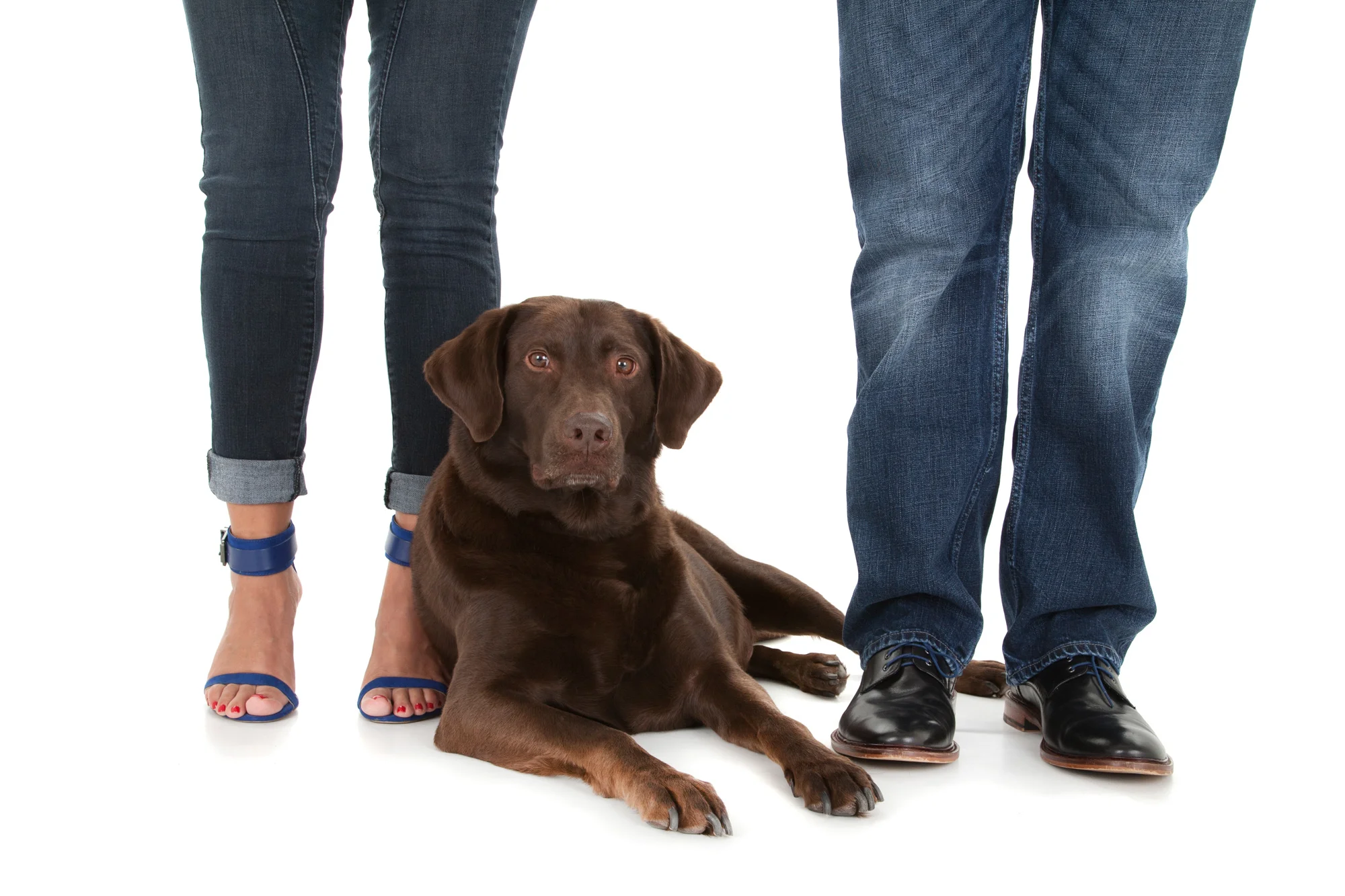 Chocolate Labrador retriever.jpg