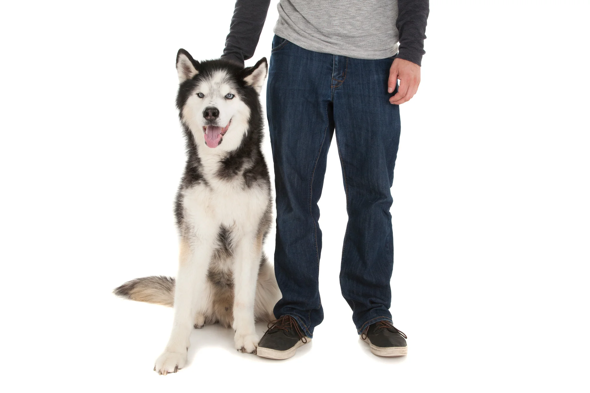 Husky mix.jpg