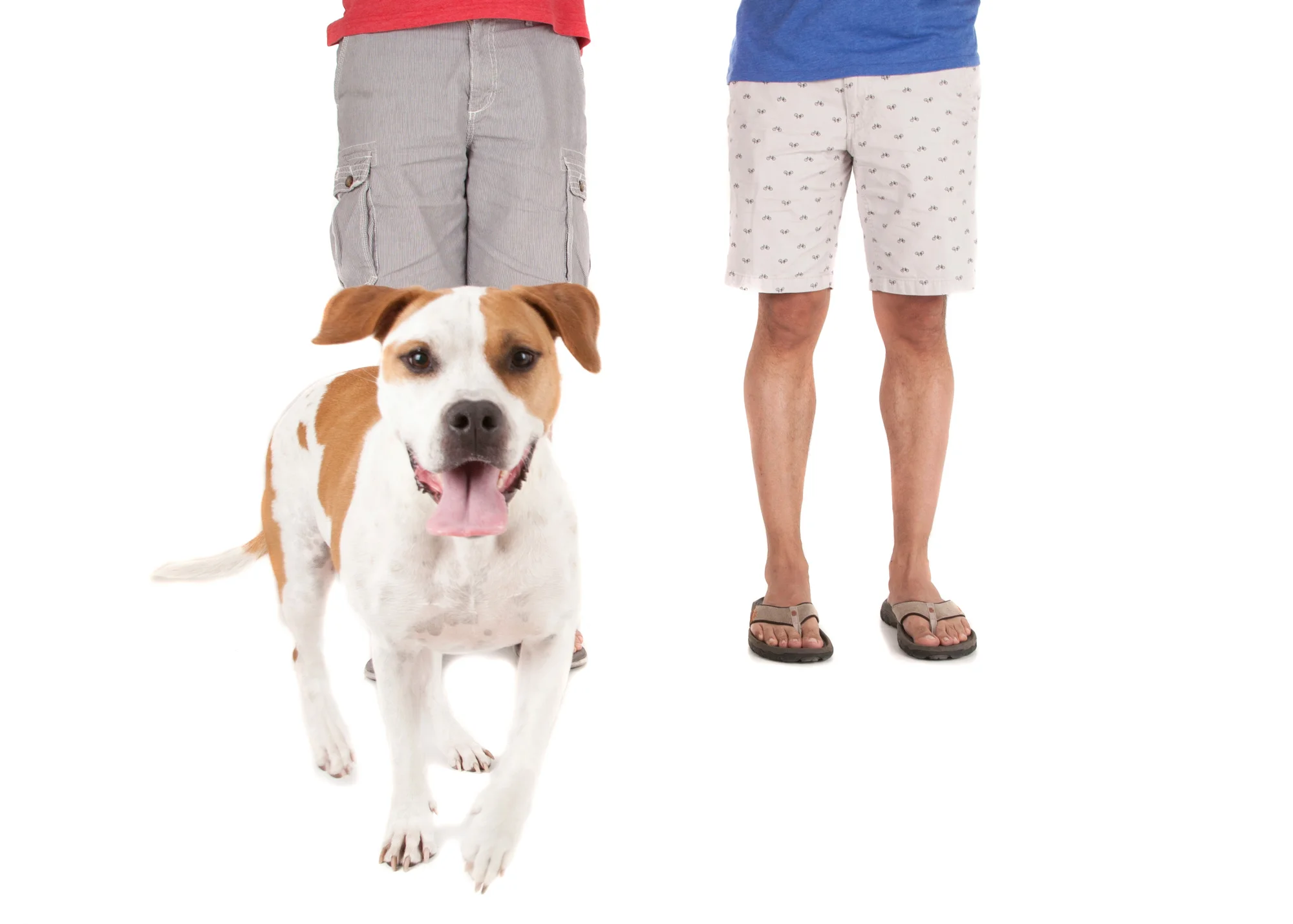 Pit Bull mix.jpg