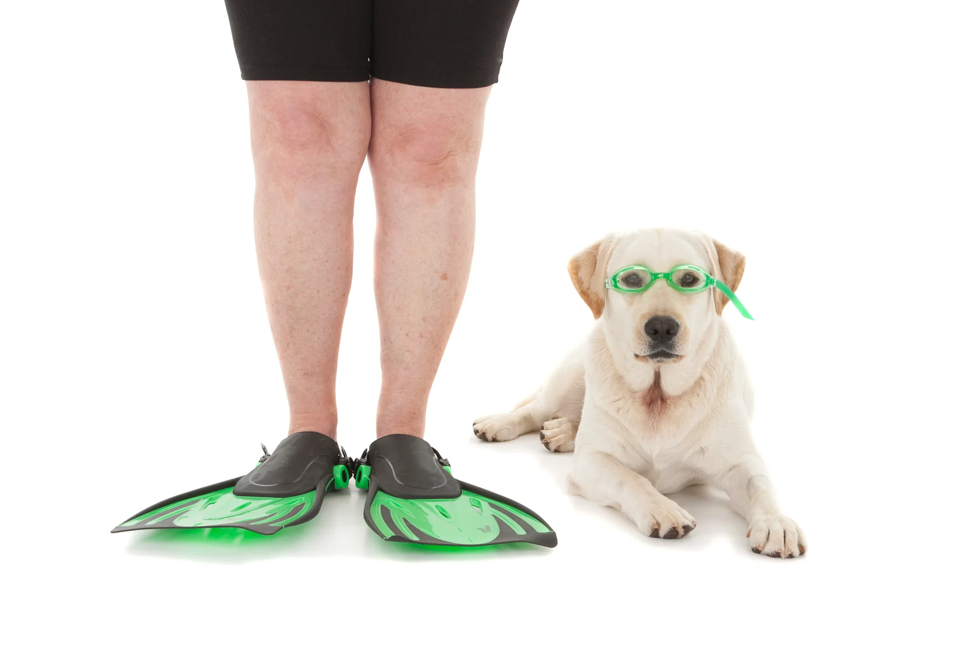 Yellow Labrador Retriever.jpg