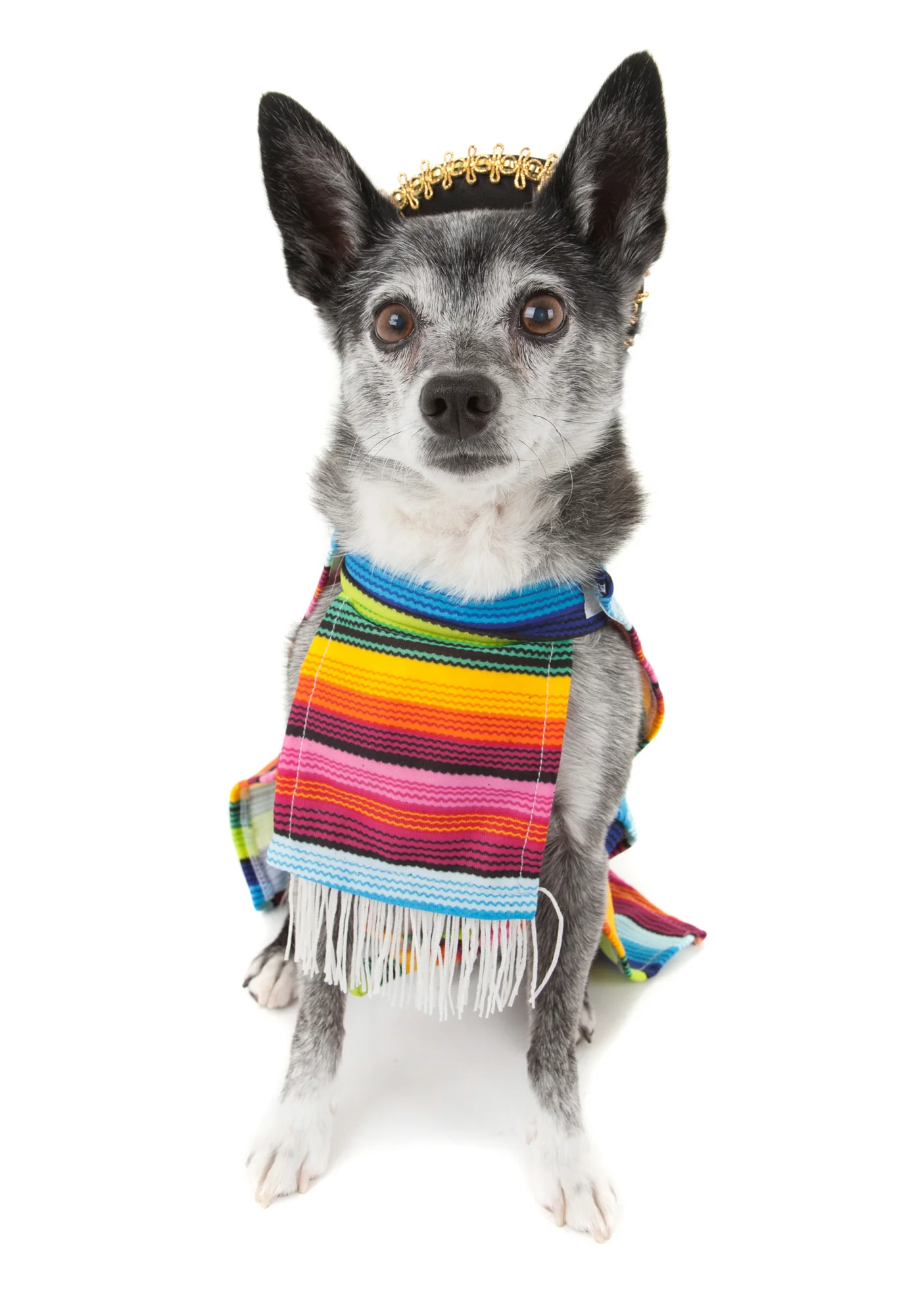 Cinco de Mayo Chihuahua 1.jpg