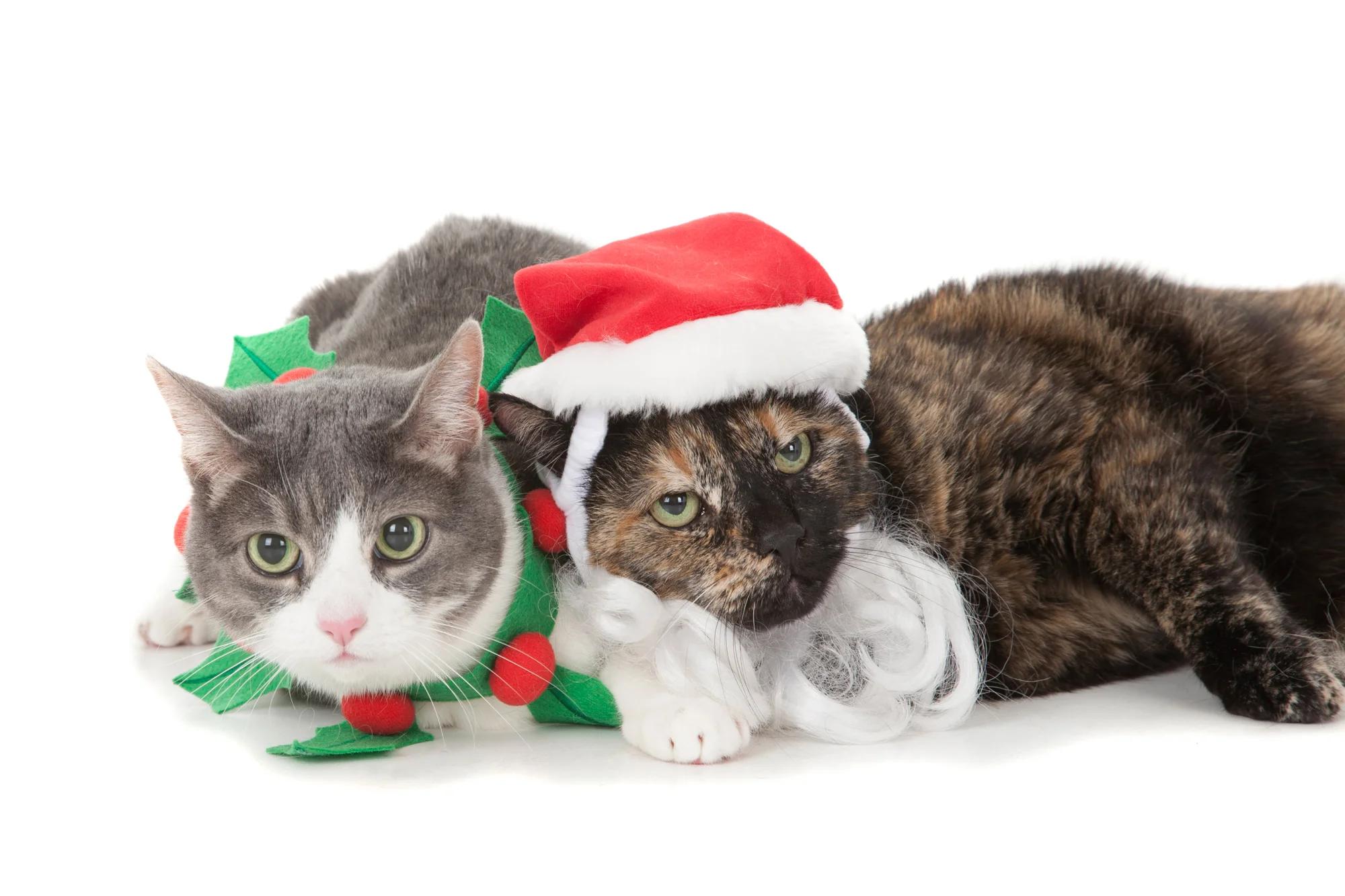 Chrsitmas cats.jpg