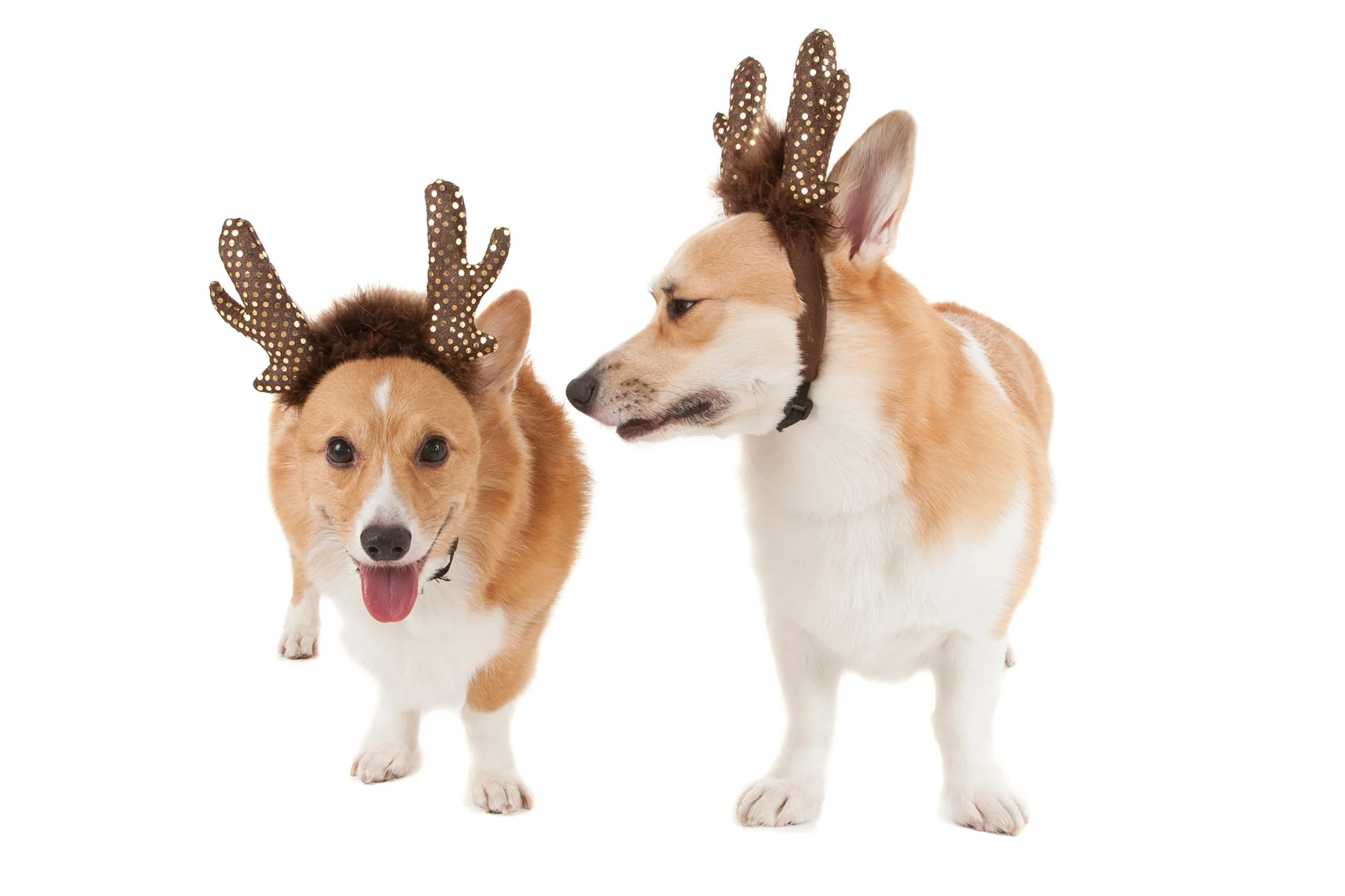 Corgis with reindeer antlers.jpg