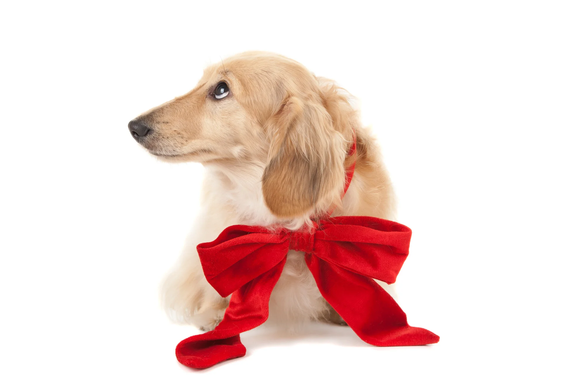 Dachshund with red Christmas bow.jpg