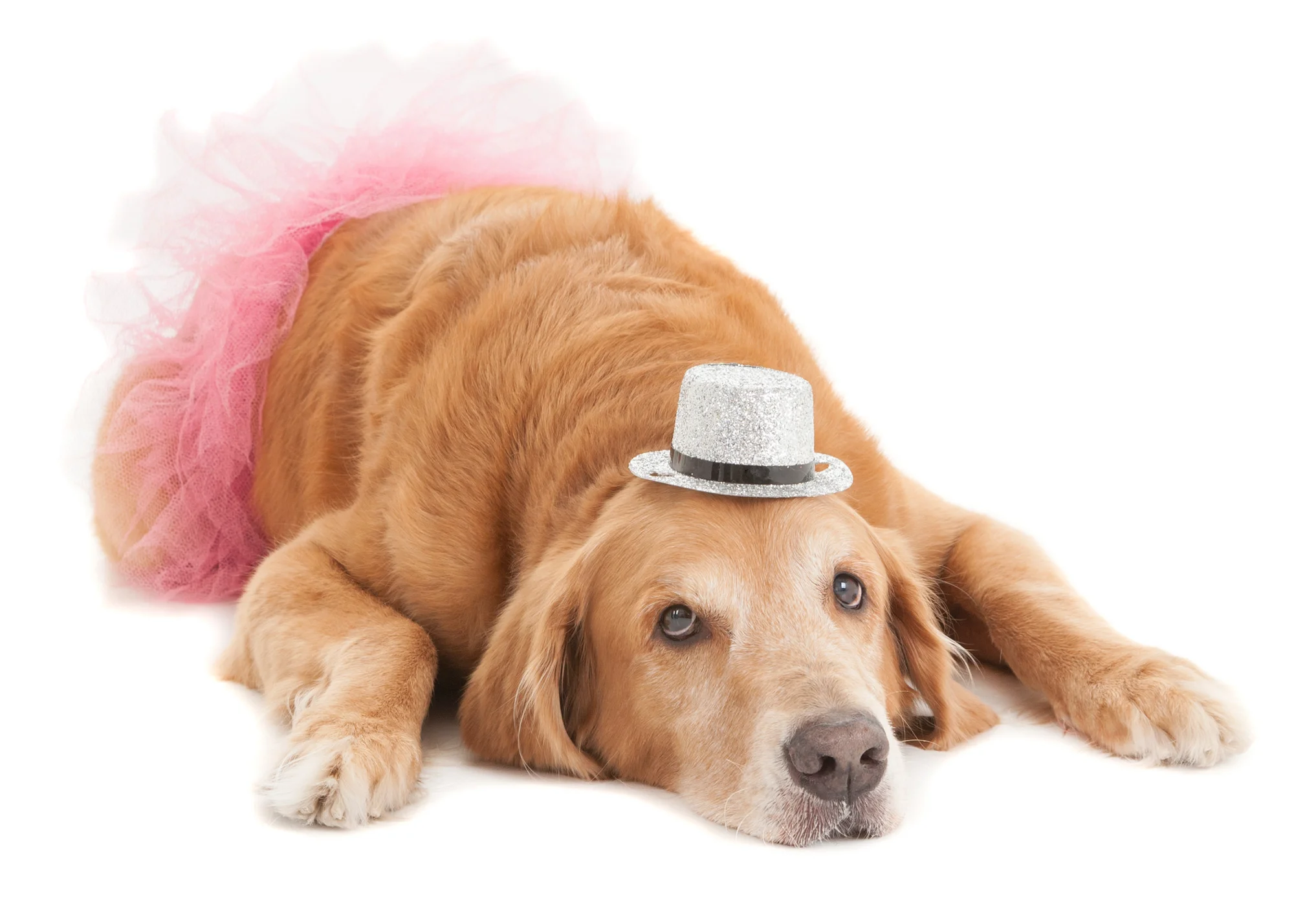 Golden Retriever with hat and pink tutu.jpg