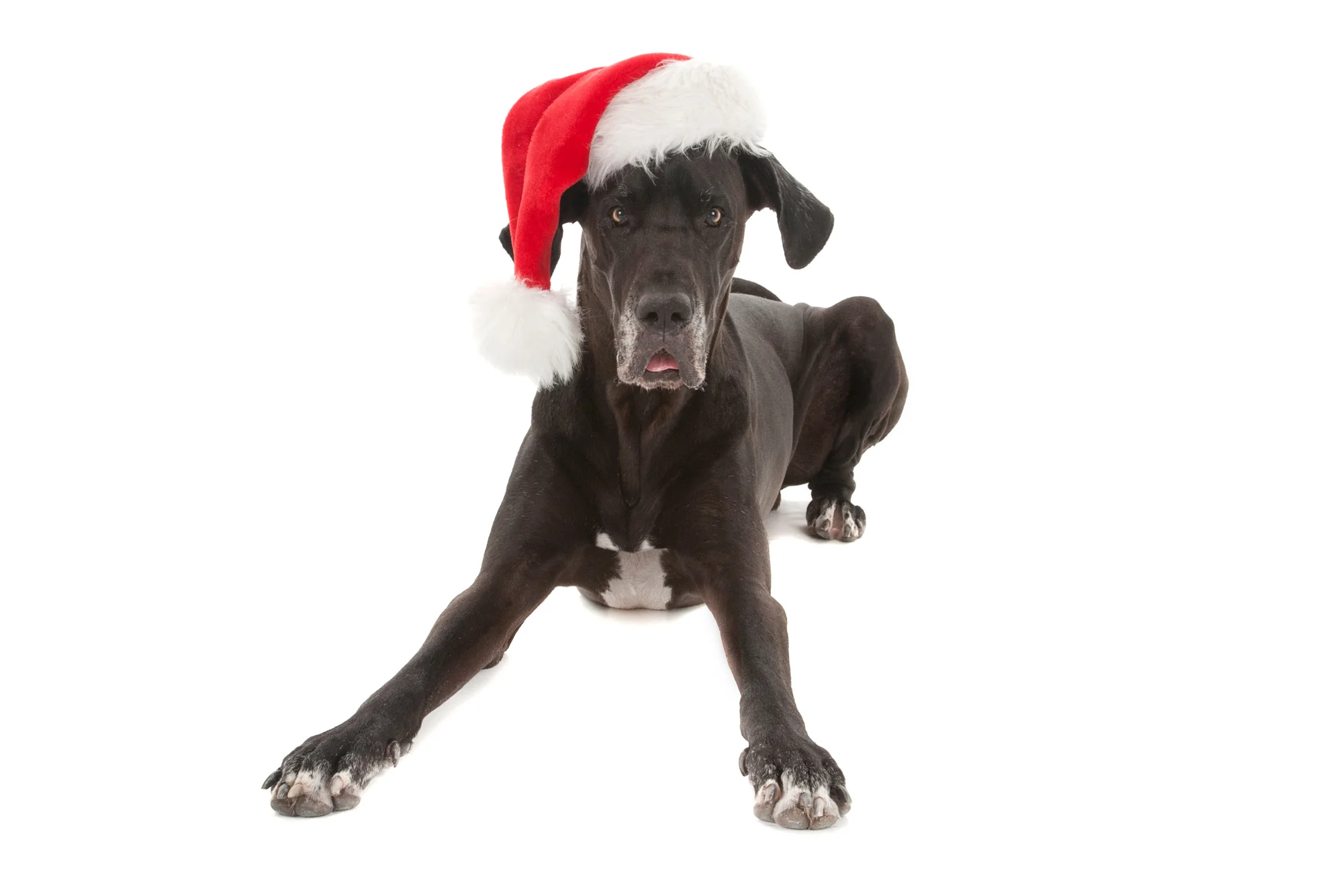 Great Dane with Santa hat.jpg