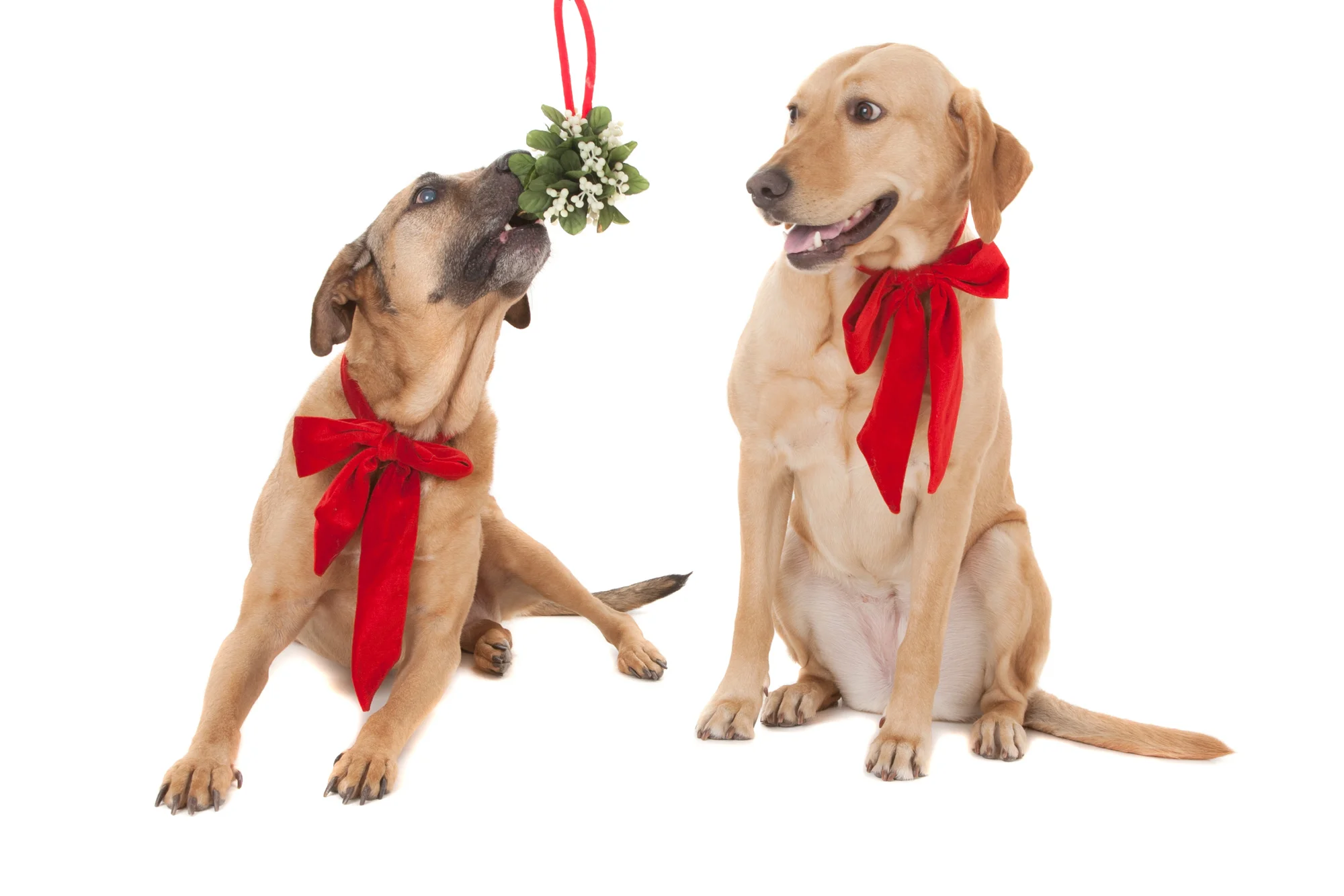 Shepherd and Yellow Lab with mistletoe.jpg