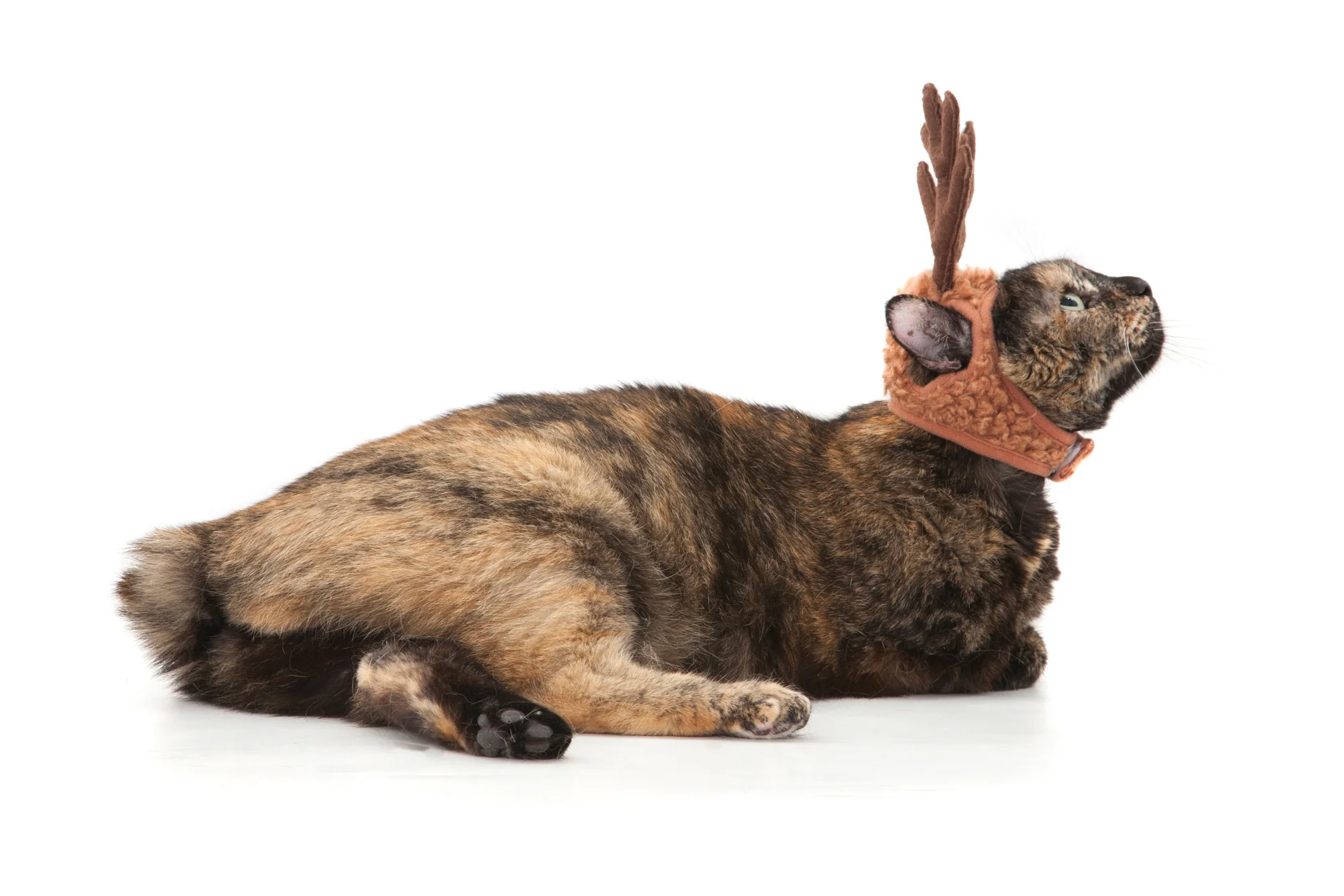 Striped cat with reindeer antlers.jpg