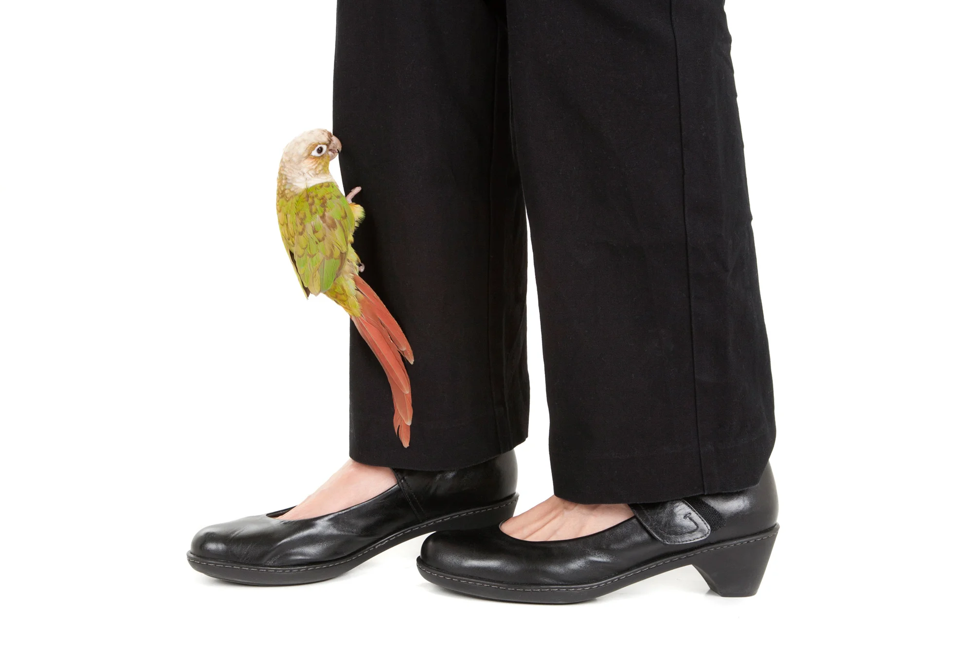 Bird on feet.jpg