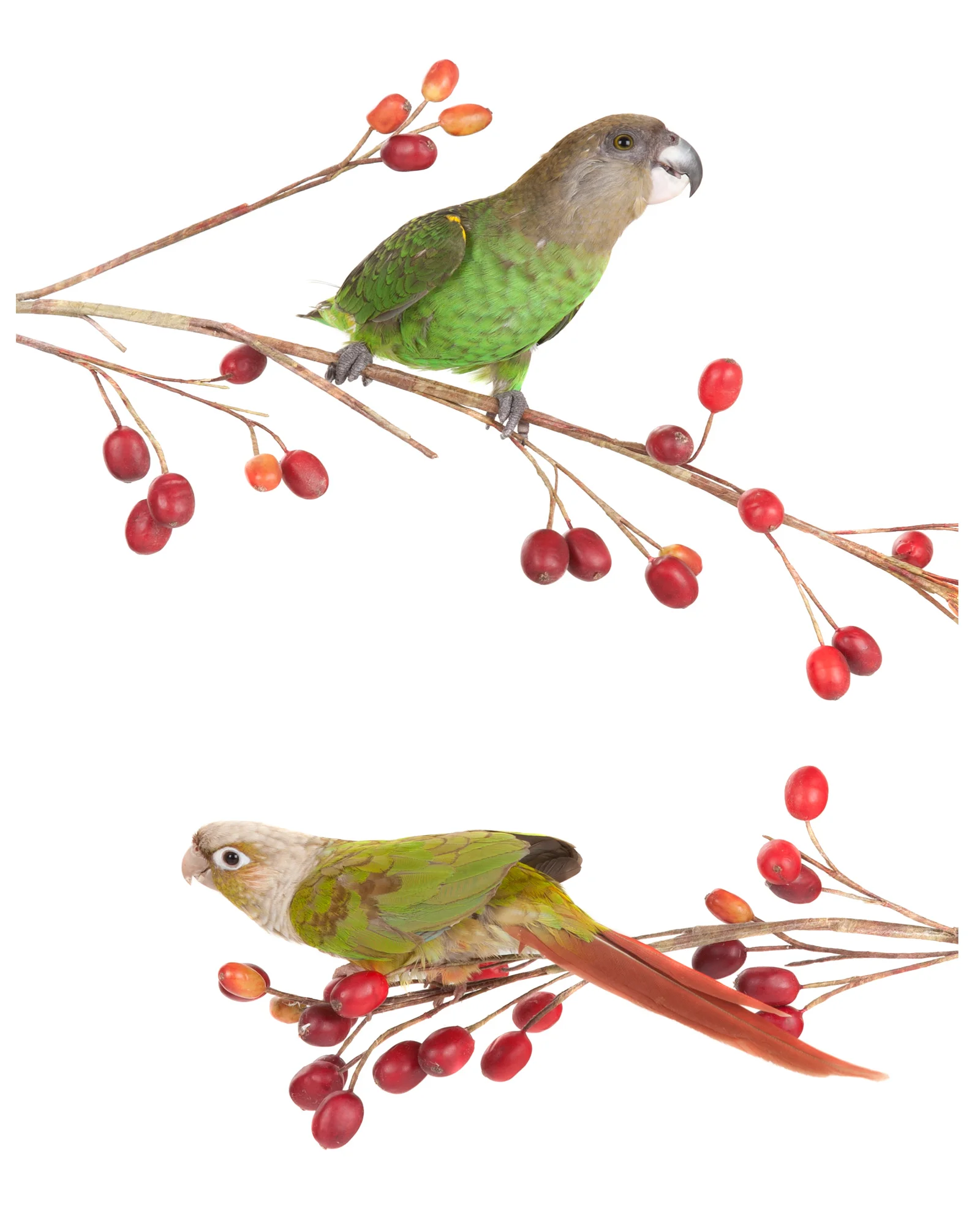 Birds on branches.jpg