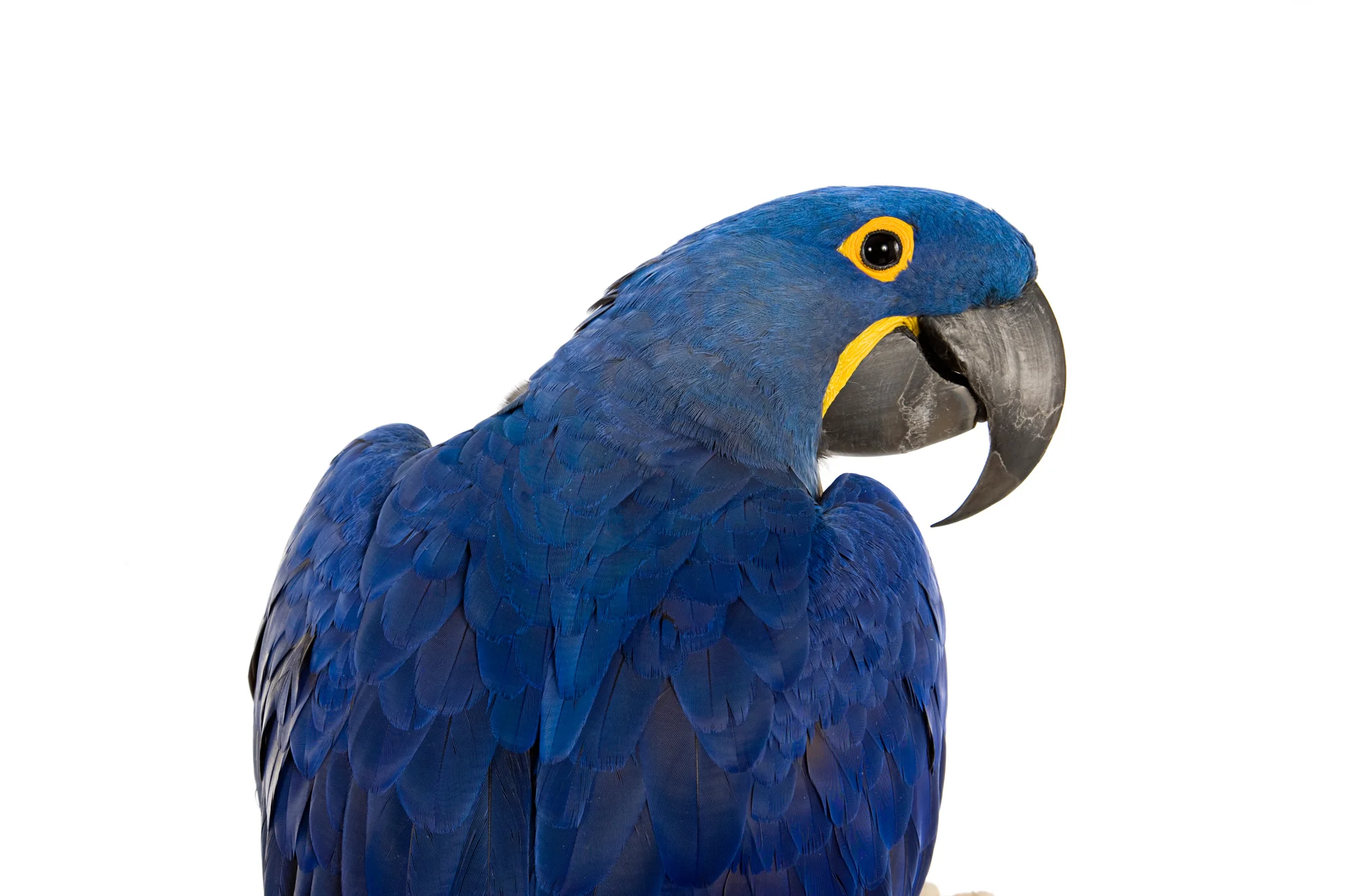 Blue Parrot 3.jpg