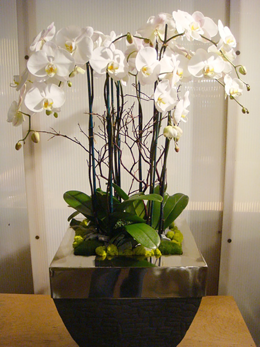 1000x6008_3_11-Modern-Orchid-Planter-350.jpg