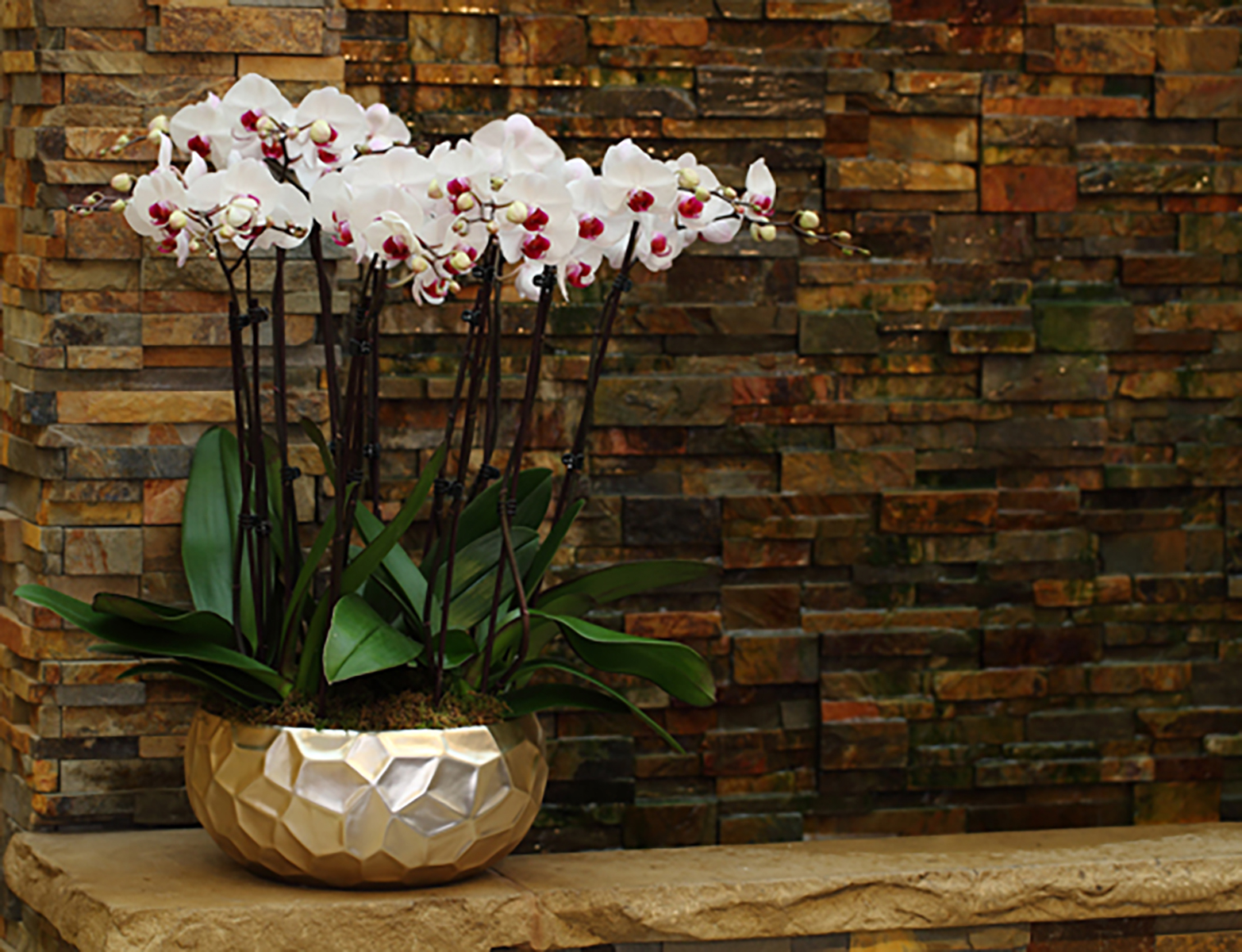 Planter-of-White-and-Burgundy-Orchids.jpg